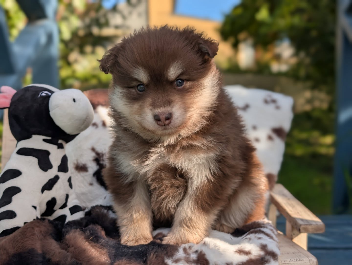 Rumi, Zoey, Mira, Mystery and Jinu are wishing you a wonderful rest of your week! We are nearly at the weekend!! 🤩