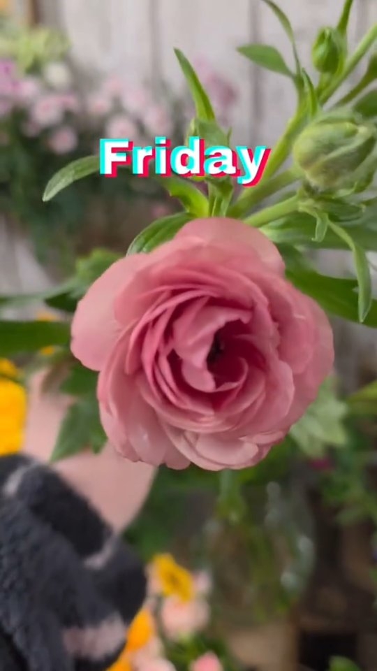 Exciting news! 🎉
From Monday, we’re open 7 days a week in Burntwood
My sister Leanne will be in the cabin Monday–Wednesday
Ready to welcome you any day of the week! 💛
#farmshopnearme #floristnearme
#fruitandvegnearme #flowersnearme