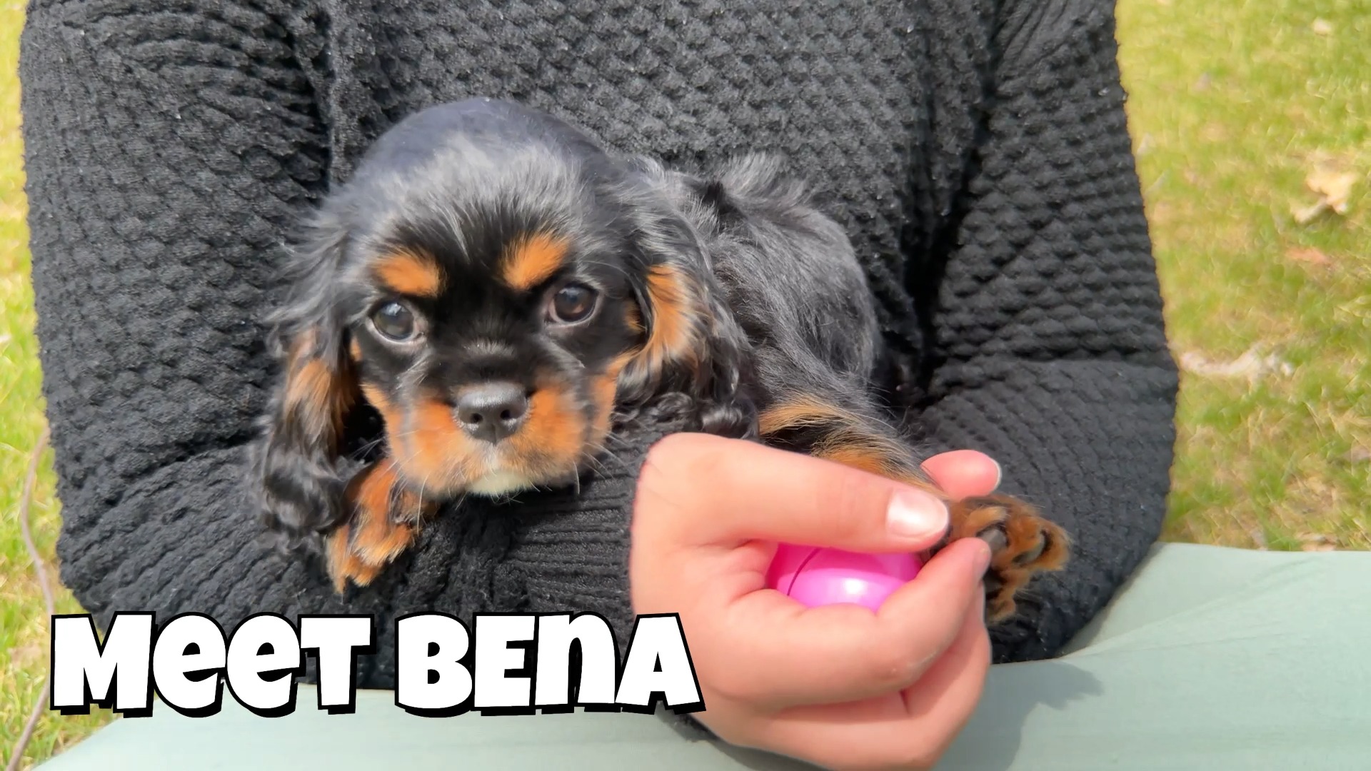 Meet Bena✨ Our Beautiful Tri-Color Cavalier Girl! She Is The Sweetest Girl And Apparently Loves Chicken In Her Easter Eggs! ➡️ https://www.woodlandcanines.com/.../bena-cavalier-king...
🐾
🐾
#cavalierkingcharlesspaniel