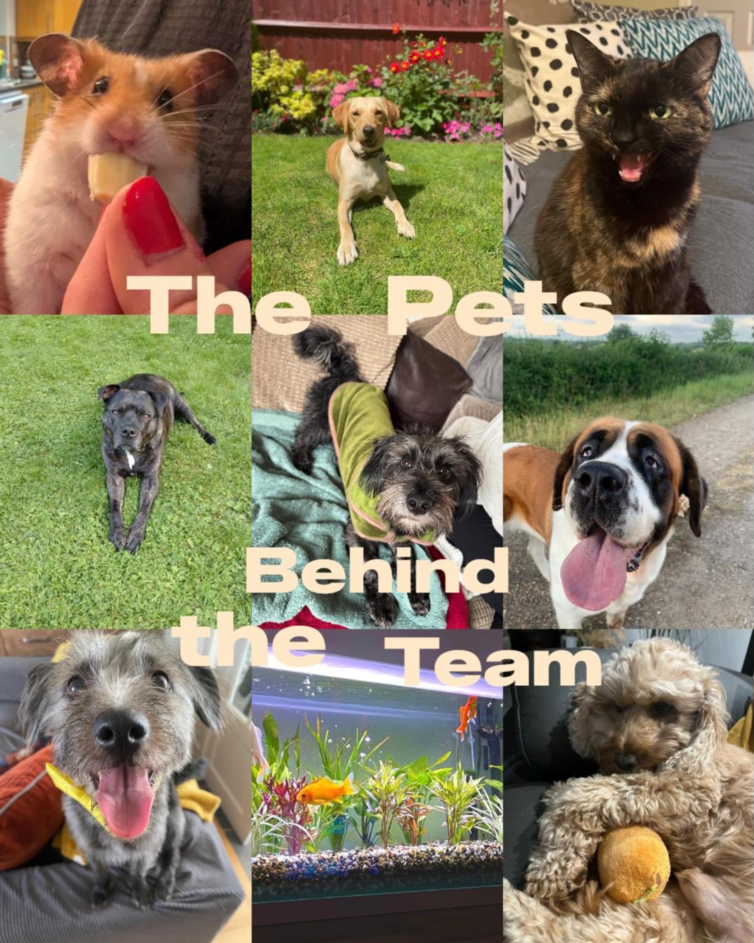 Meet the pets behind our team 🐾
These guys support our team, working hard being cute and deserving all the love and treats!
Happy Friday 💛
#pets #animallove #teamspirit #officelife #fridayvibes