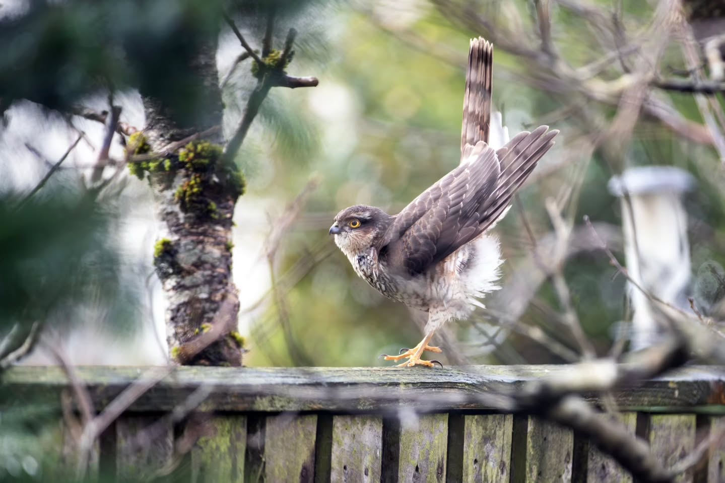 S P A R R O W H A W K
This female sparrow hawk landed in my garden a few days ago. It was great to see one so up close and watch it scanning the area for prey. I took this photo just as she was taking off.
.
.
.
#wildlife #nature #travelphotography #bird #Scotland