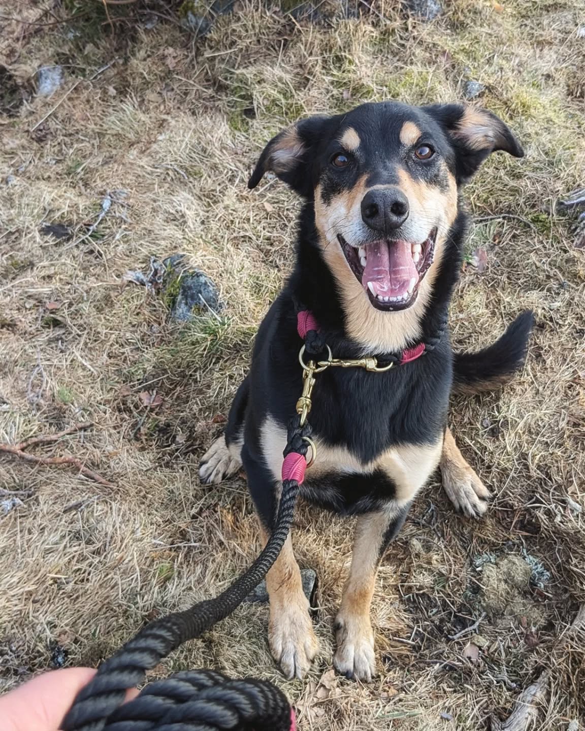 𝐇𝐞𝐣 𝐁𝐢𝐥𝐥𝐲! 🐾
Billy trägt ein Leine+Halsband-Set aus robustem 12 mm Tau mit edlen✨Messing-Karabinern✨
Für jede Set-Bestellung bekommt ihr automatisch 10% Rabatt auf den Gesamtpreis (im Vergleich zur Einzelbestellung von Tauleine plus Halsband)👌🏻
Schaut mal hier 👉 www.AllesAusTau.de/Set
#hundeliebe #unterwegsmithund #hundefotografie #dogphotography #hundemodel #dogsofinstagram #tauleine #hundeleine #handmadefordogs #tauliebe #tauleinedesign #tauleinenmanufaktur #allesaustau