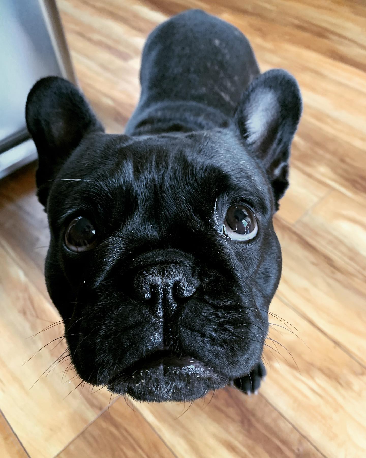Dog sitting Remy and Piper this weekend. Let the shenanigans begin! 🤣