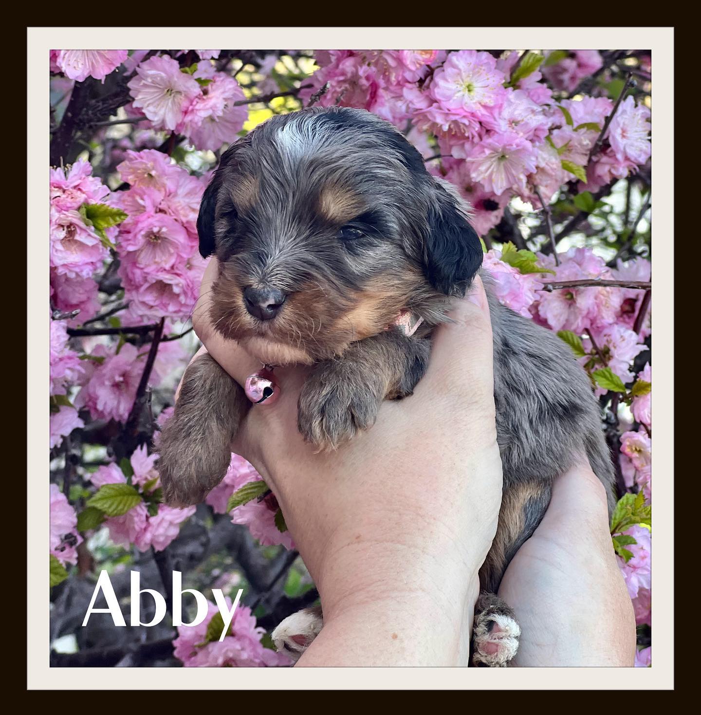 #minibernedoodle #merlebernedoodlepuppy #merlebernedoodles #merlebernedoodlesofinstagram #bernedoodle #merlepuppiesforsale #utahpuppiesforsale #puppiesforsale