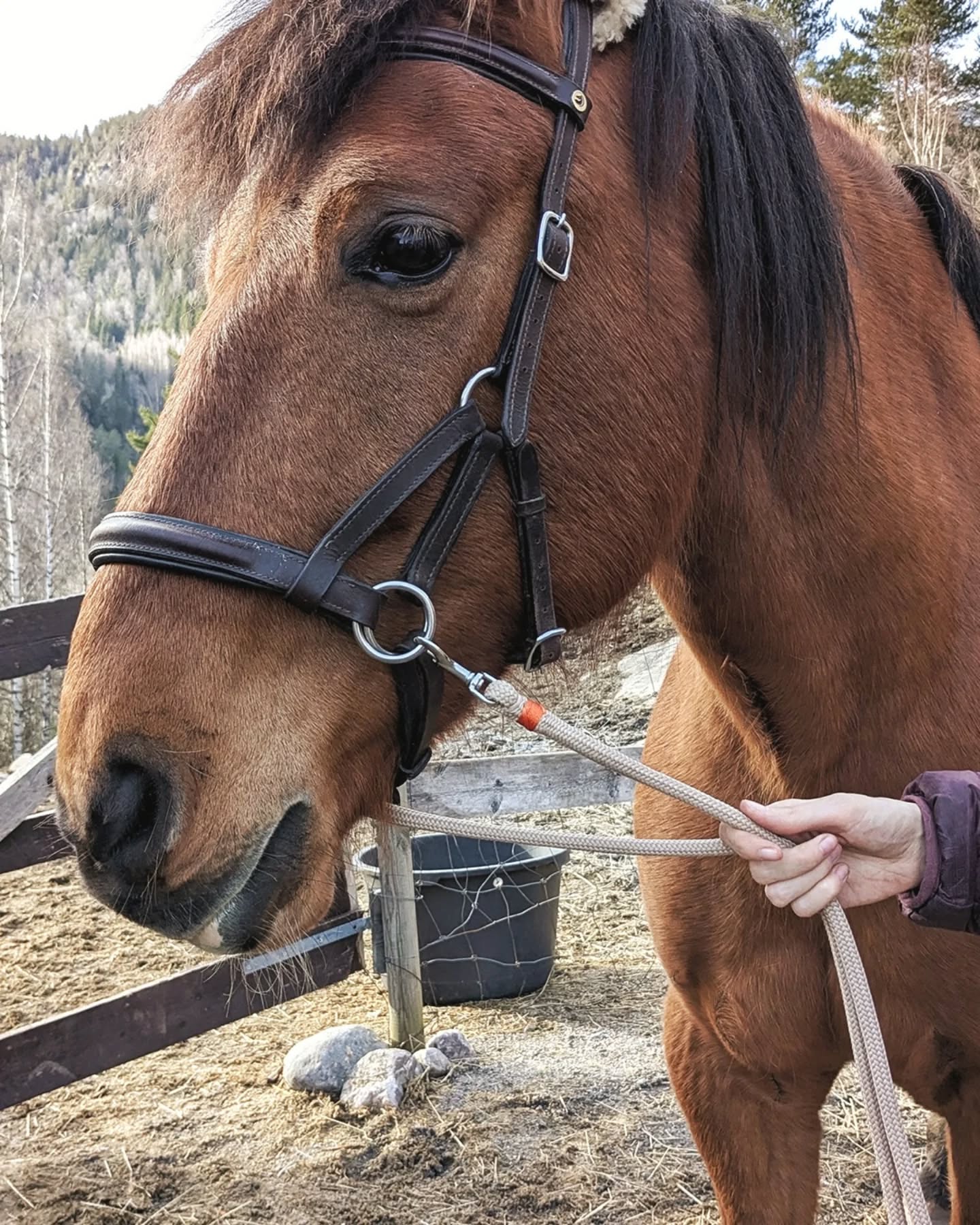 Neu im Shop: Tau fürs Pferd 🐎
Was bei unseren Hundeleinen hält, funktioniert auch am Pferd. Ohne Schnickschnack – dafür gemacht, im Alltag zu bestehen👌🏻
Reißfestes Tau, sauber verspleißt, unempfindlich bei Nässe und Dreck – und trotzdem angenehm in der Hand.
🐎 FÜHRSTRICK – starke Karabiner, sicher verspleißt
🏇🏻 ZÜGEL – leicht und griffig
🐴 HALSRING – in Wunschlänge oder verstellbar
Wie immer bei Alles aus Tau:
Kein Standard, sondern individuell für Dich gefertigt – Länge, Karabiner, Farben. Dein Design, dein ✨Unikat✨
👉 www.AllesAusTau.de/Pferd
#pferdetau #führstrick #zügel #halsring #allesaustau
