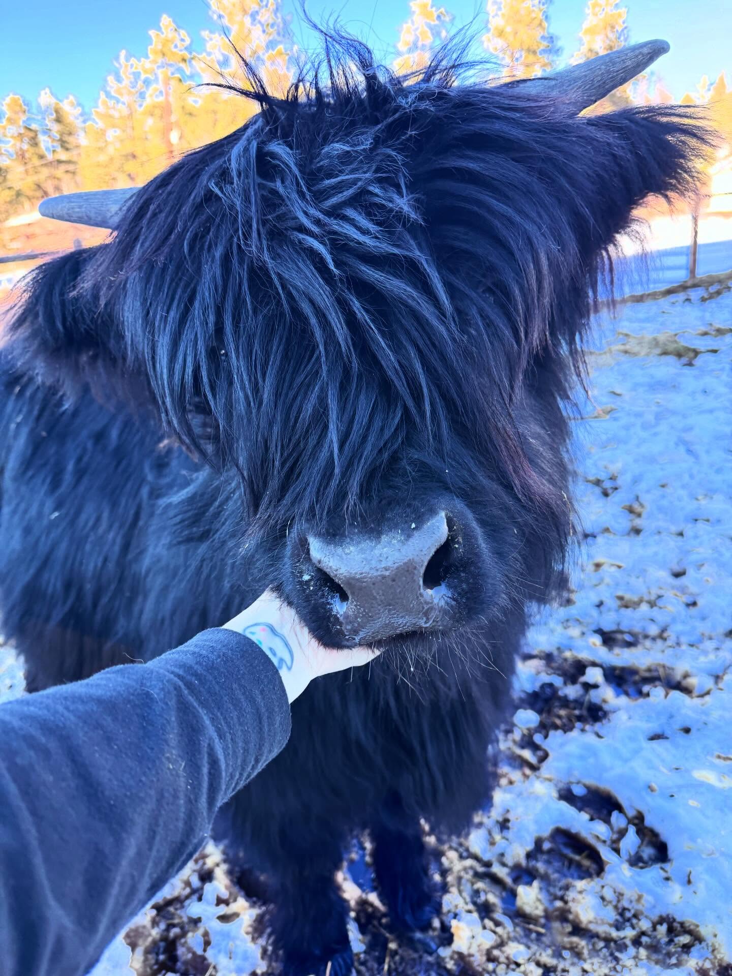 Life lately on my camera roll (and before all the snow melted)
#highlandcow #cowsofinstagram #farmlife #ranchgirl #farmanimals
