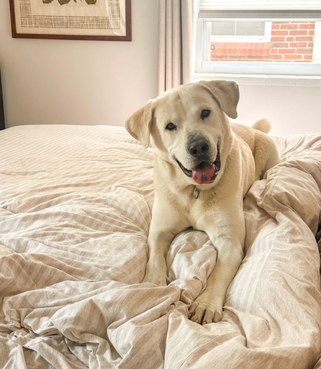 ***ADOPTED*** Pup of the Day: Buddy 2 years old. If you are looking for a flurry of fun, Buddy is ready to drift right into your heart! This classic yellow boy is as bright & cheerful as a fresh winter morning, with a coat as pale & soft as a fresh dusting of snow! ❄️
This guy is nothing but warm, melted sweetness from head to toe! 🤍 He is a playful guy who loves to tumble & roll through life, but he is also the first one to settle in for a nap in your lap.
Thing Buddy loves… dogs & kiddos! Buddy is a BIG puppy (100 lbs) so tiny kiddos beware (or wear a helmet) 🤣 When the big dogs begin to play, take cover!
All jokes aside, Buddy is still a puppy, IS smart & listens well 🐶 He is potty trained & loves the kennel, it’s his little space.
Buddy in a word - Happy! He loves everyone that he meets, dogs & humans alike. He is also a big snuggle bug who likes to lean in on his people 😍 Hard to believe this boy was a TX stray
Buddy is heartworm positive,treatment is very successful & completely manageable with all the proper education & care. MHLRM will cover the expense of treatment at one of our approved veterinarians. Heartworm positive dogs go on to live happy, normal lives after treatment & rarely experience long-term side effects. Don’t let this stop you! 🐾
If you are already an approved adopter and want to meet or adopt Buddy, please contact your adoption coordinator. Or you can fill out an application at mhlrm.com