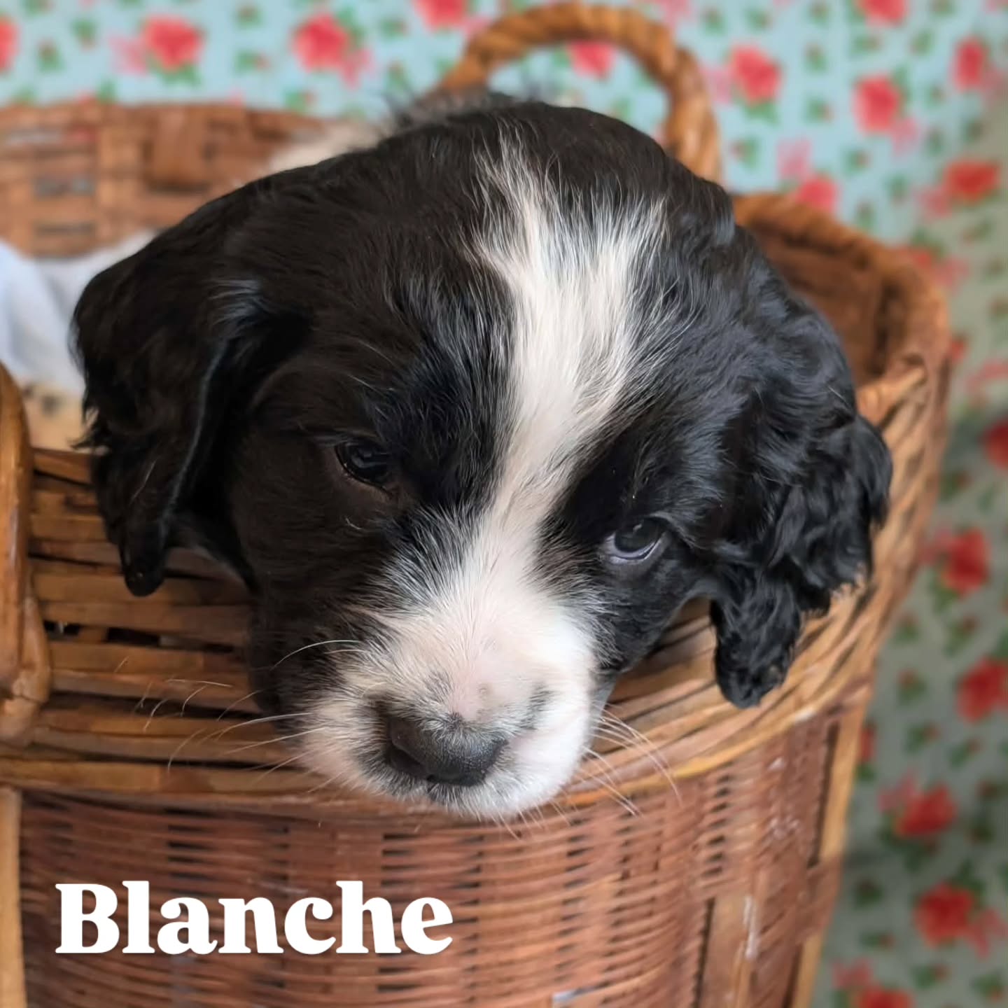 5 weeks old already! Amazing how fast it goes.
#dog #puppy #spaniel #cute