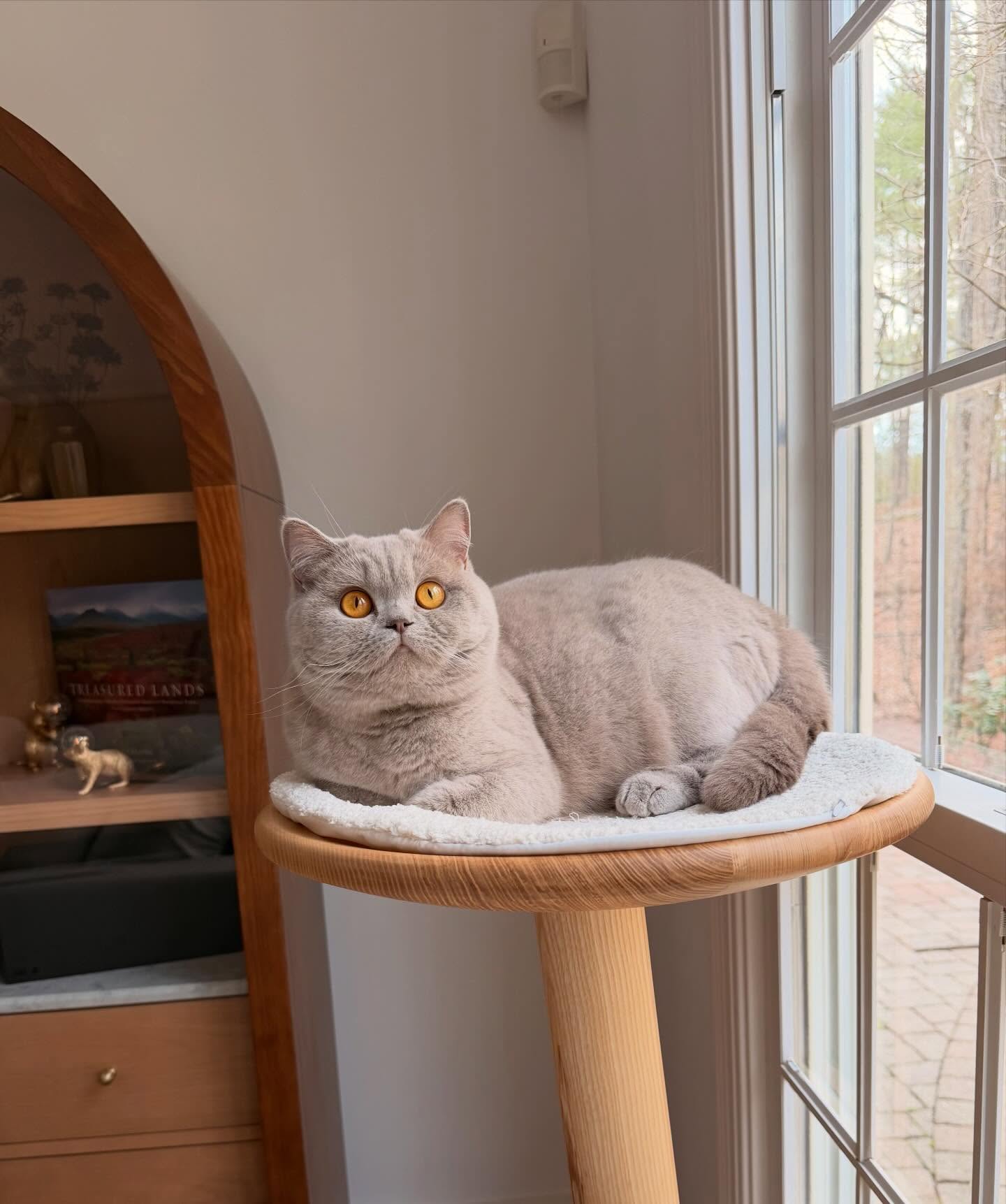 No AI needed for this beauty 💃
.
FOLLOW here@newenglandbrits🦭