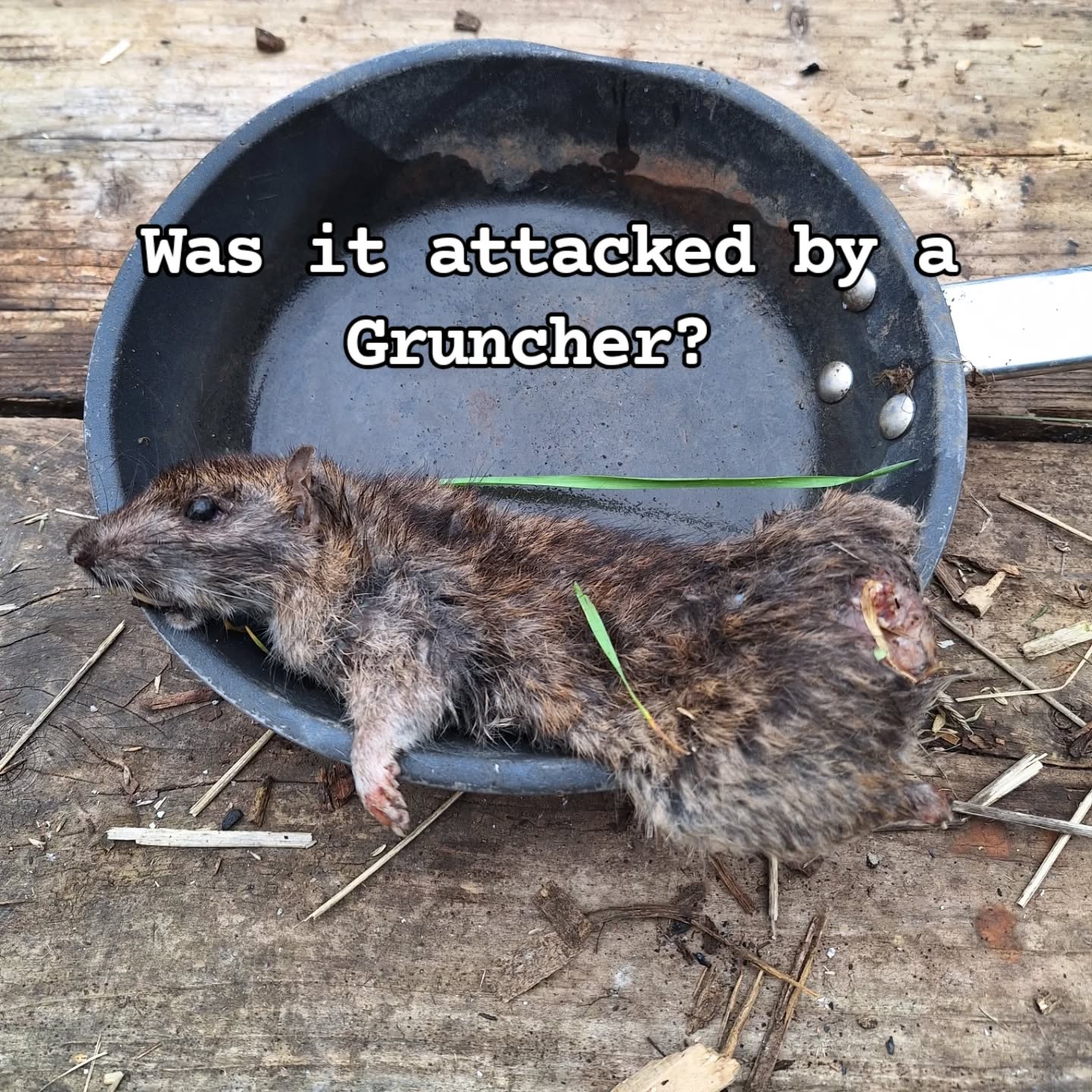 That's been the burning question this week?
Our little ratty friend was discovered in the grass so we brought it over to camp to take a look.
The frying pan was the nearest thing I could find š¤£
I told them the story of The Minpins (Roald Dahl) and said I have been told the Minpins live in hedge on the field. Although I personally have never seen a Minpin myself...
The best answer we came up with to the question - what's the story here was a Gruncher or perhaps a fox.
It doesn't matter actually. What's important is cultivating curiosity, asking, asking, asking the questions.
What happened?
When?
Who?
Where did it happen?
Why?
All tracking questions wrapped up in a story.
#outdoorlearning #tracking