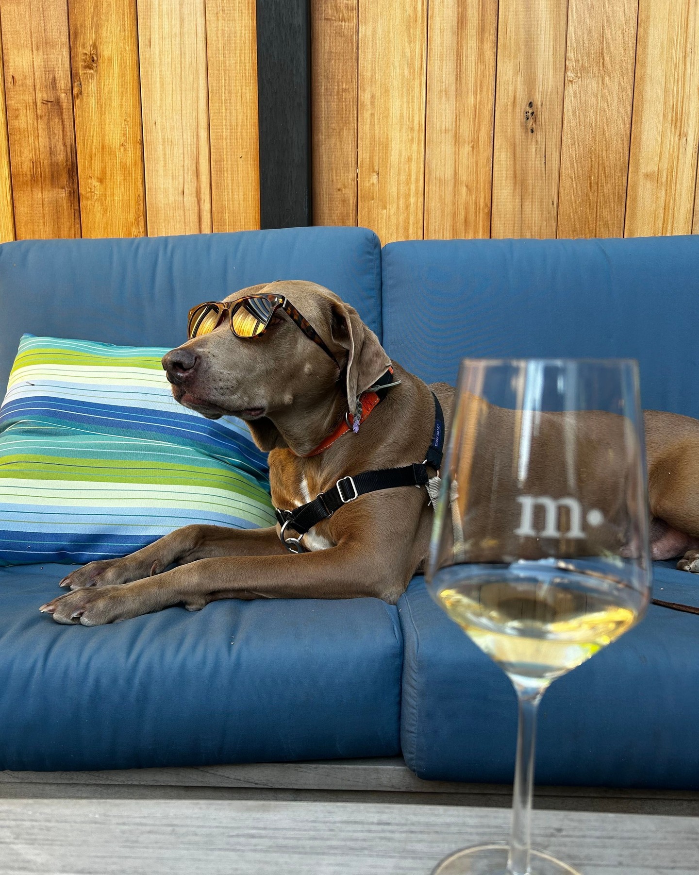 Unfortunately, Roberto was not making the cut in the tasting room so we made some employment changes.
Meet Jax, the newest addition to the midpoint team! 🦮 Even though his favorite varietal is Barkbera, he can't pass up a good Paw-secco on a warm spring day. He passed all of our marks with flying colors and we are honored to welcome him in!
#pasowine #midpoint #midpointwinery #meetusatthemidpoint #boutiquewinery #pasorobles #paso #aprilfools #PasoBottleShop
.
.
.
Happy April Fools