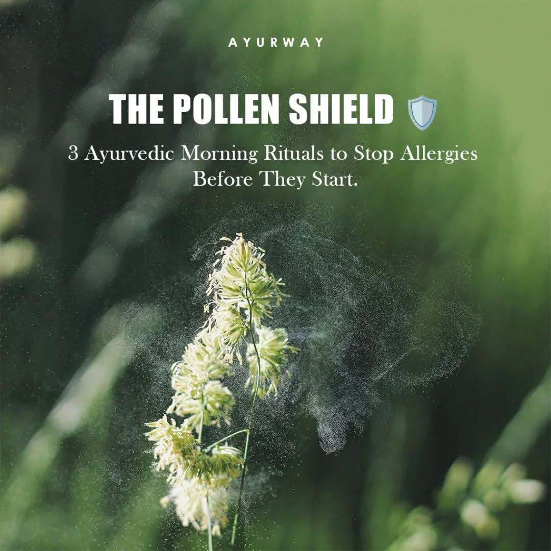 Pollen season is a test of your inner terrain. 🛡️
In Ayurveda, allergies aren't just about the flowers; they are about a reactive immune system and accumulated 'Ama' (toxins).
If you want to stop chasing symptoms every spring, you have to build your shield today.
Our 3-Step Daily Protocol:
Jala Neti: The daily physical flush.
Nasya: The herbal barrier.
Abhyanga: Grounding the nervous system to lower histamine.
Consistent Dinacharya turns a reactive body into a resilient one.
Take Action:
📍 Visit our clinic in Sunol, CA for a personalized plan.
💬 DM "POLLEN" to book a long-term immunity consultation.
#Ayurveda #PollenAllergyPrevention #BayAreaWellness #Dinacharya #AyurwaySunol