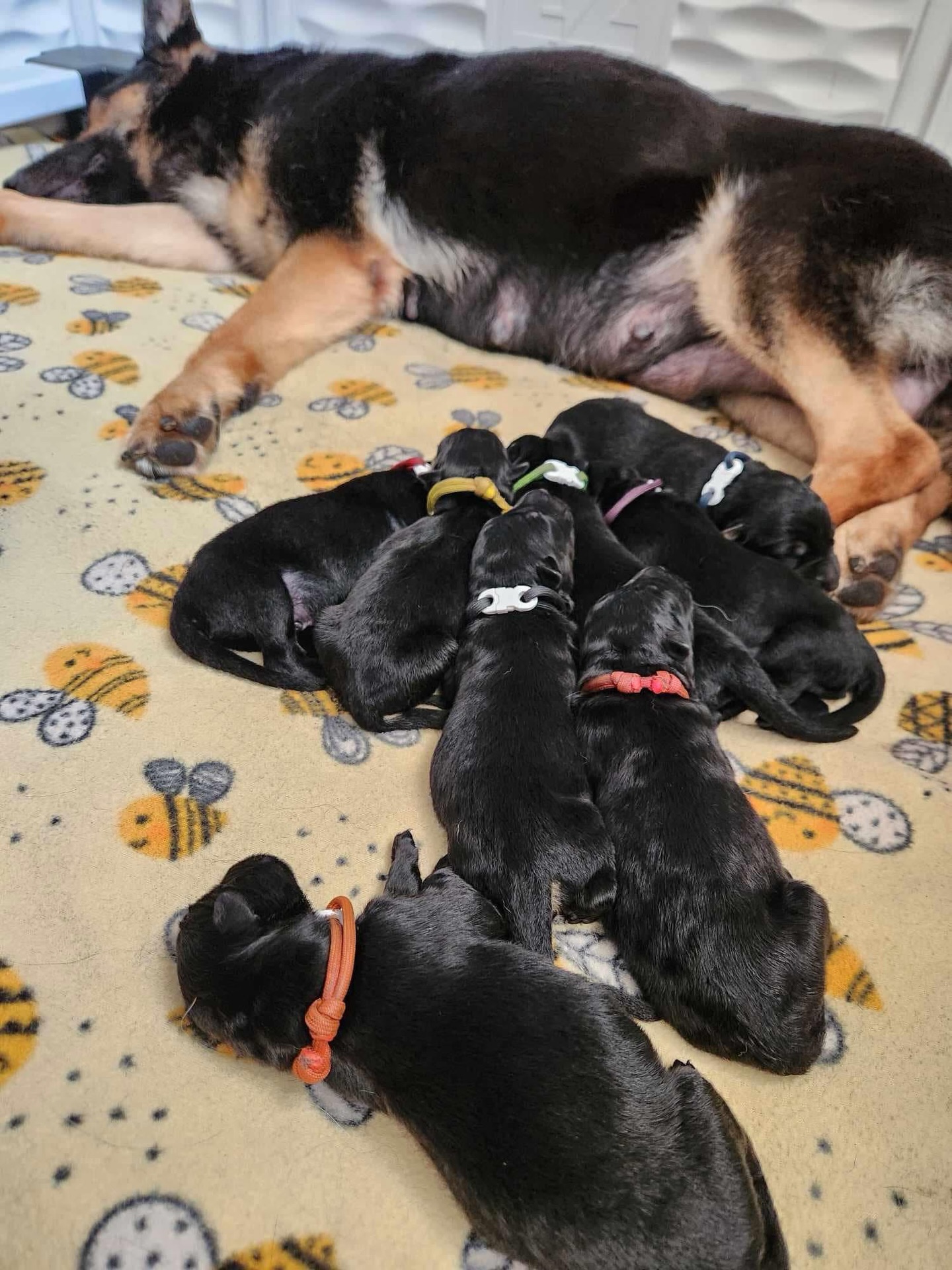 Happy 2nd Birthday to the “A” Litter 🌈
Hopefully you guys had an amazing day today
•
•
#germanshepherd #gsd #workingdog #sportdog #akc