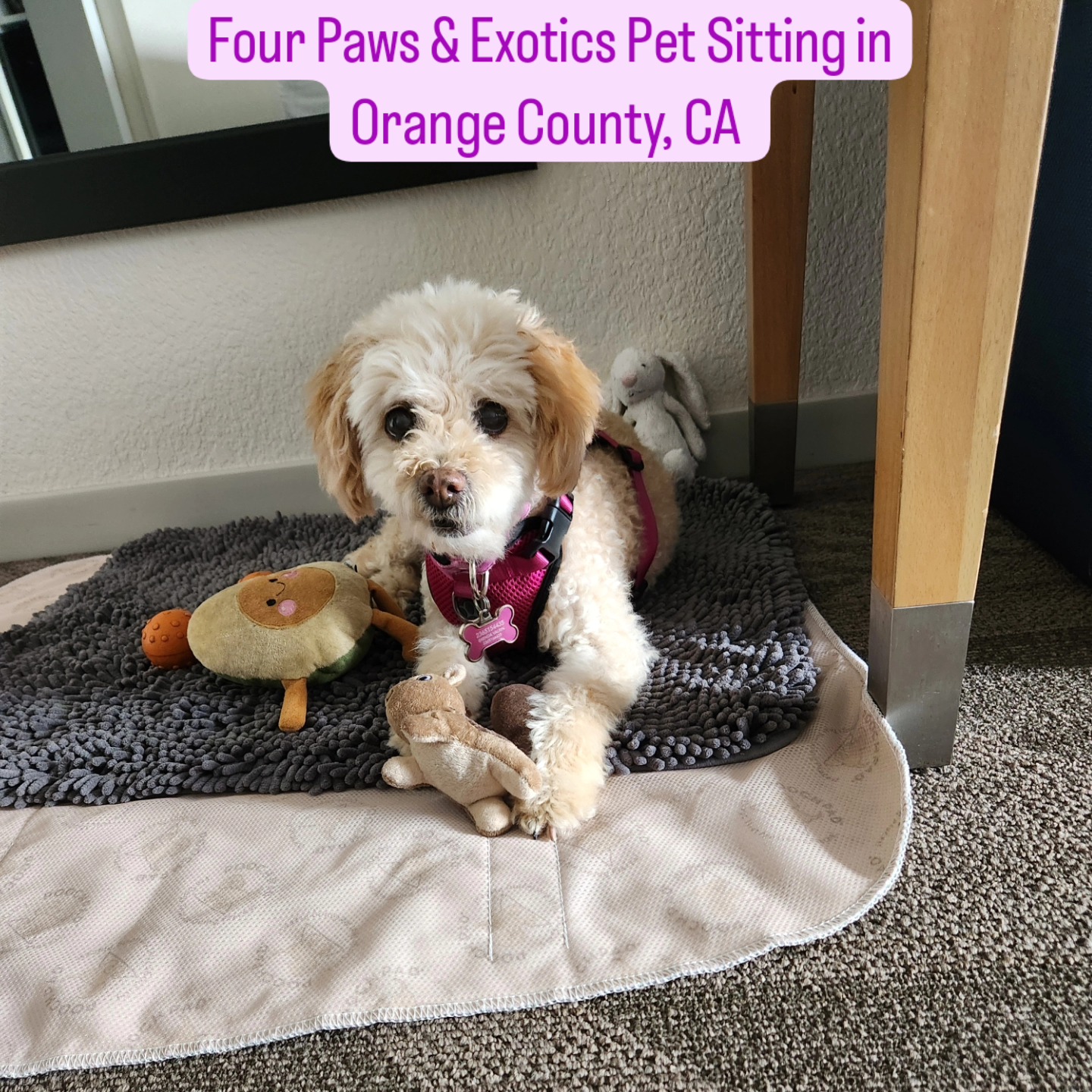 Meet Maty again! I first cared for Maty in 2023 when her family flew in from Canada for their family trip to Disneyland. I stayed at their hotel and watched her. Imagine my surprise when her owner reached out to me again in 2024 to care for Maty so they could plan another trip to Disneyland. It was a heartfelt reunion, and I was so thankful that Maty's owner asked me to watch her again. Thank you @brendavalrin ! I hope to see you and Maty again in 2025! ❤️🐕🐾
#petsitter #dogwalker #orangecountypetsitter #cutedogs