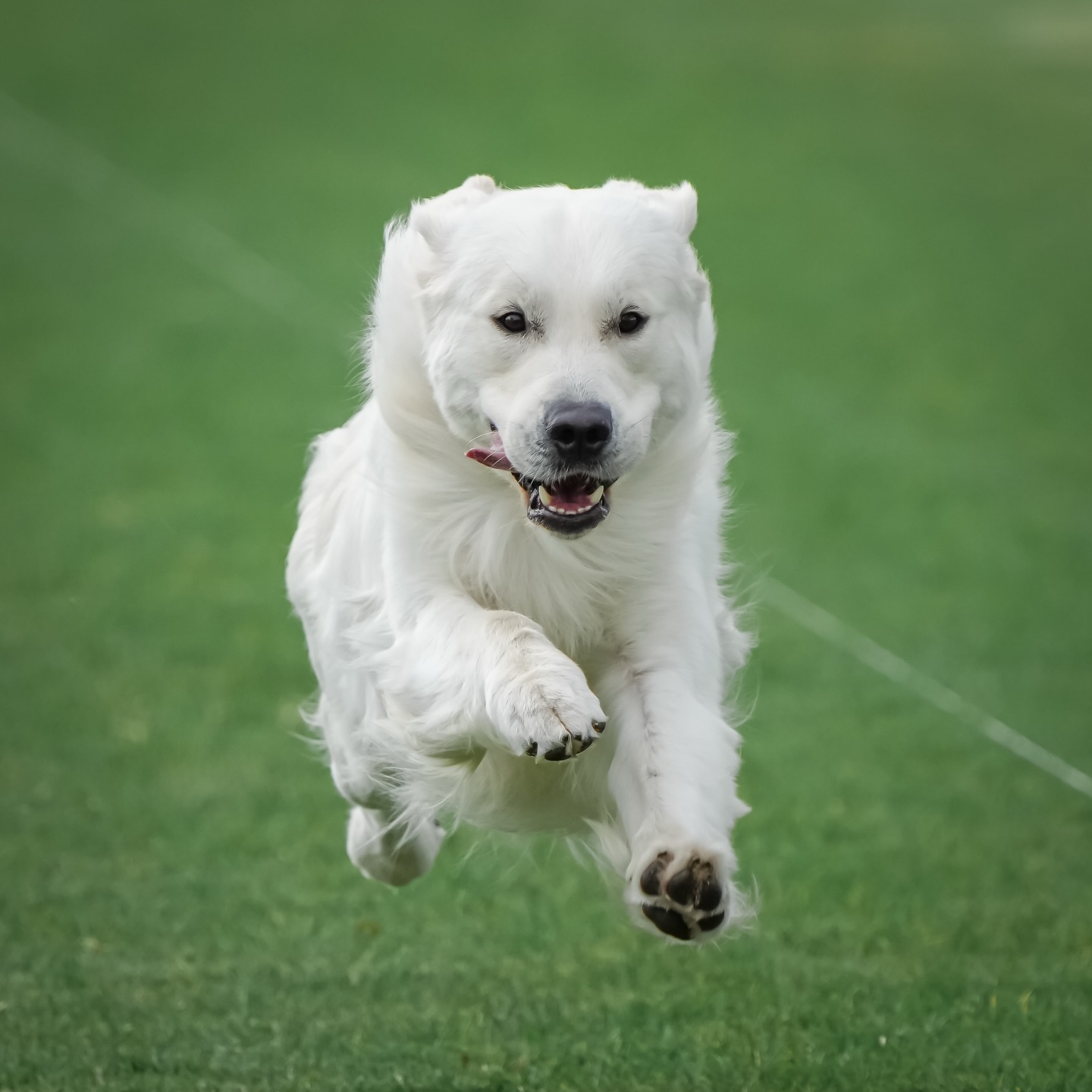 Coda at sprint dog last week ๐ถโจ