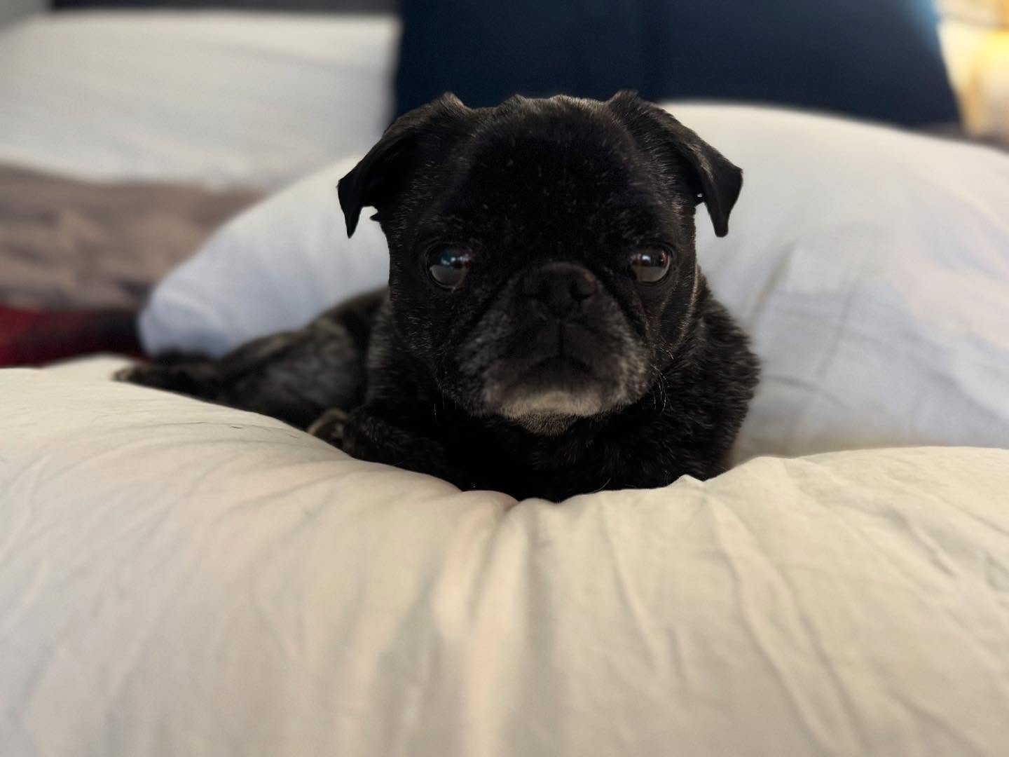 I’m living my days by how my babe is doing. She has a piece of my soul. How could I not.
Today, she is content. She is eating. She was excited to wake up this morning. She curled up and slept in the crook of my arm last night.
So today, I feel like I can breathe. I feel a deep peace. I feel like she isn’t in pain and so I don’t have to be yet.
I know it will come. I know this. I will face it when it does. I will be there for her. Whatever she needs.
But right here and right now, I am smiling and I am content. My babe is happy. How could I not be too.
https://www.skysthelimit.online
#dog #dogs #dogsofinstagram #cancer #fuckcancer #doglover #doglife #dogmodel #dogbaby #pug #puglia #puglove #puglife #puglover #pugnation #pugworld #ilovemypug #pugclub #pugsofinstagram #pugstuff #pain #goodbyes #healing #surrender #surrendertotheflow