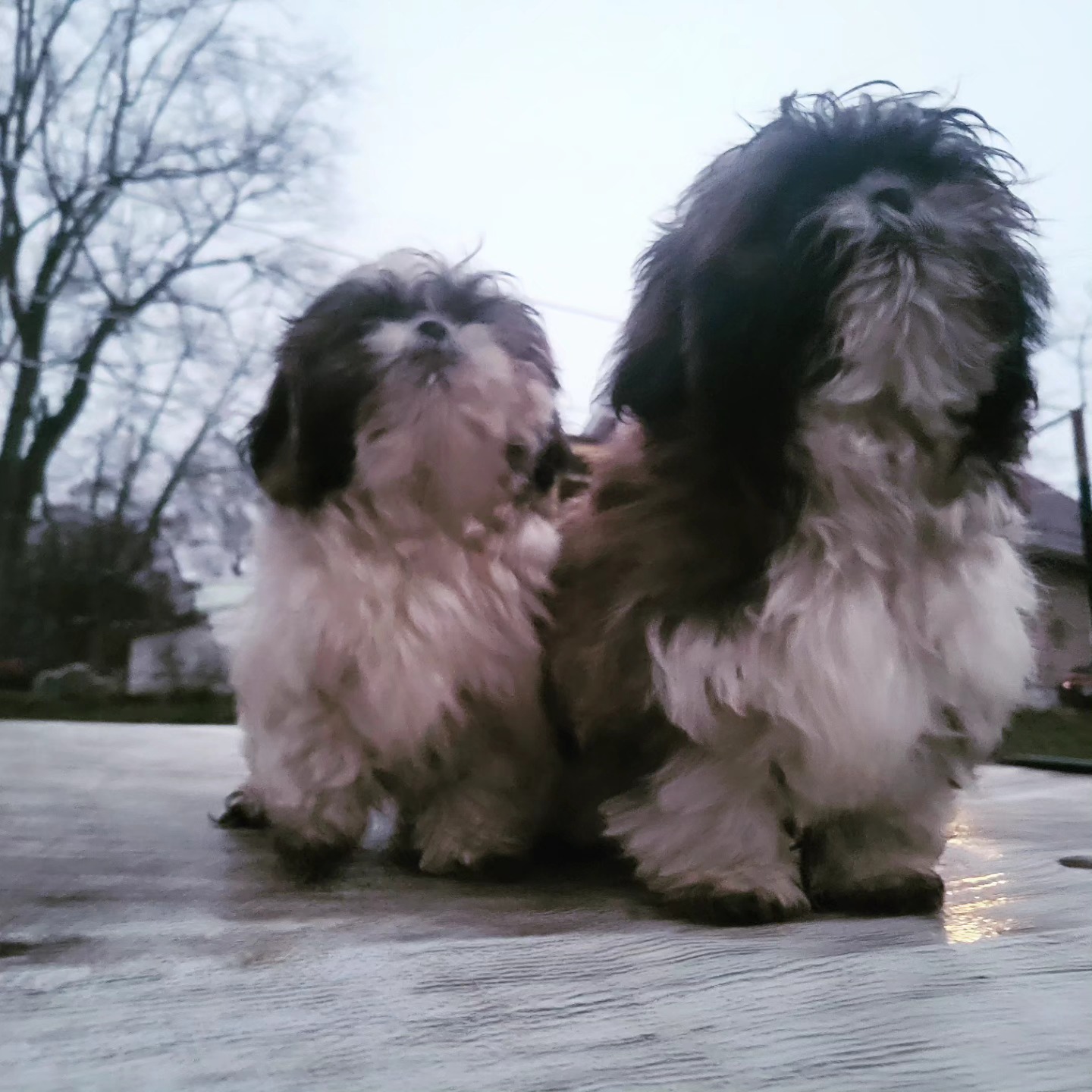 Well, you can't very well tell a puppy that wants to go outside in this weather that he can't get muddy.
...well, you can, but it won't get you anywhere.
Just so you know, these dogs have *white* feet.