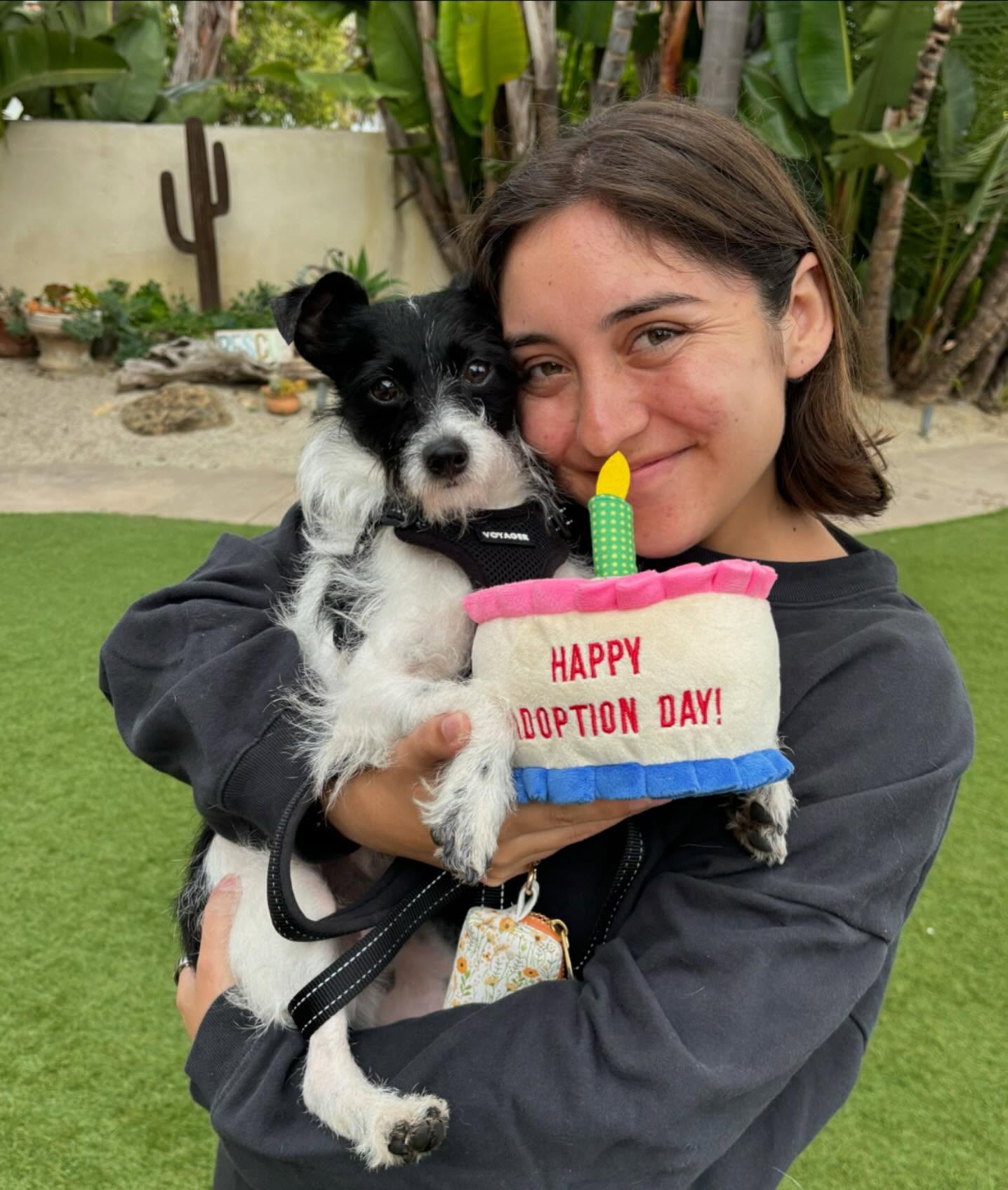 HAPPY GOTCHA DAY SPOT! π
You are already so loved and adored. The universe found you the perfect Forever Home! Congratulations little boy β₯οΈ
Thank you for fostering & helping Spot on his rescue journey @andreagoetz50_ π«Ά
#wirehairedterriersofinstagram #adoptdontshop #tinydogsofinstagram #rescuenotretail #almarescue