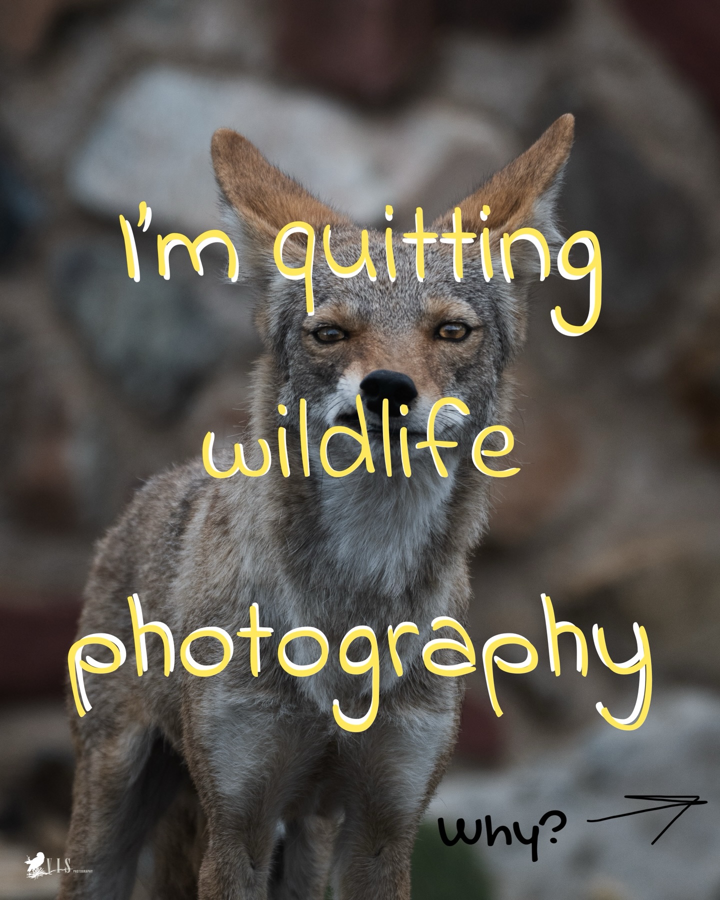 #synergy
It’s time for me to put the camera down, and get a normal job, where I can be useful to society by writing things down at my desk. The only green I need to see is the Pilot G2 in my desk drawer (because I’ll never use it, we’ve got black and blue only rules.) My duty is to the shareholders, from here on out.
#aprilfools #wildlifephotography #wildlife #naturephotography