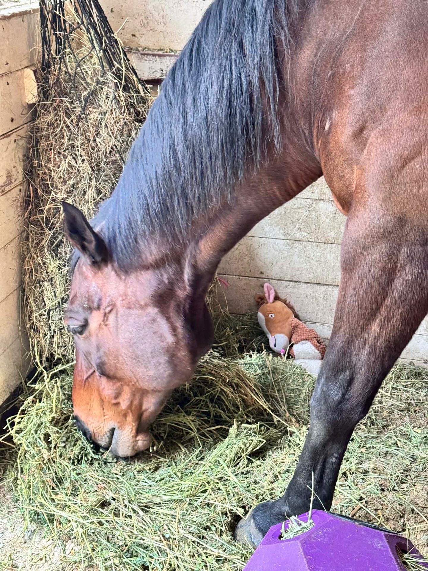 Miss Paige has a new friend to keep her company.