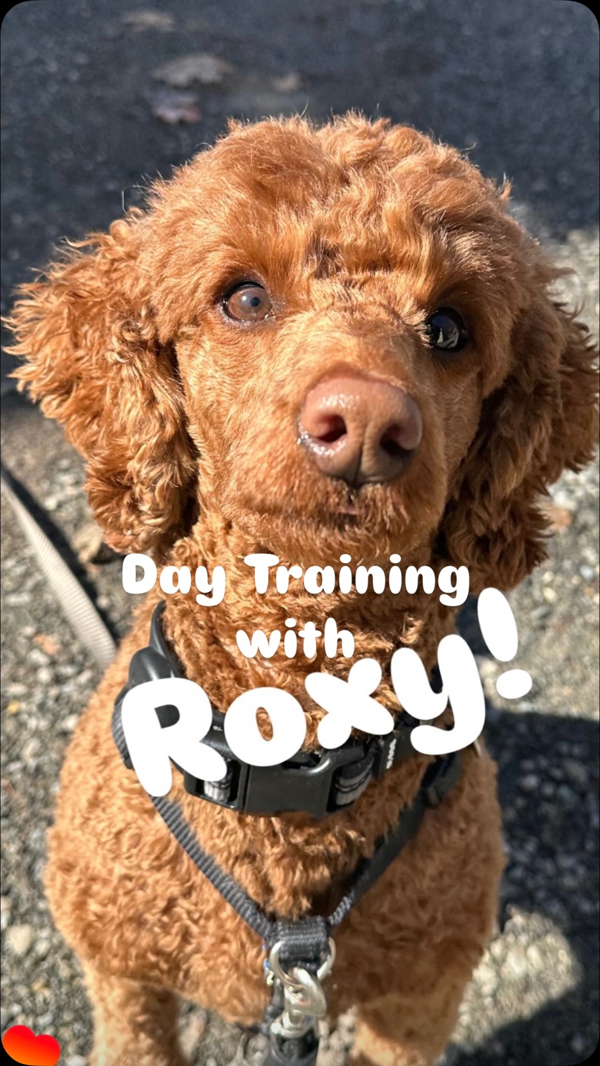 🐾Roxy is rocking her Day Training Program! Her owners came to us looking for support to help Roxy keep 4 paws on the floor when greeting people, decrease begging at the dinner table, cooperative care and a few more key goals.
In just 3 weeks of biweekly sessions, Roxy has learned new skills that will assist in modifying her behavior and set her up for success in future sessions. After our 6 weeks of day training we will follow up with a few more months of private lessons with her owners to give them the confidence or knowing what to do and how to manage Roxy in the areas she struggles in.
•
•
•
#positivereinforcementdogtraining #doglovers #vermontdogs #802dogs #minipoodlesofinstagram