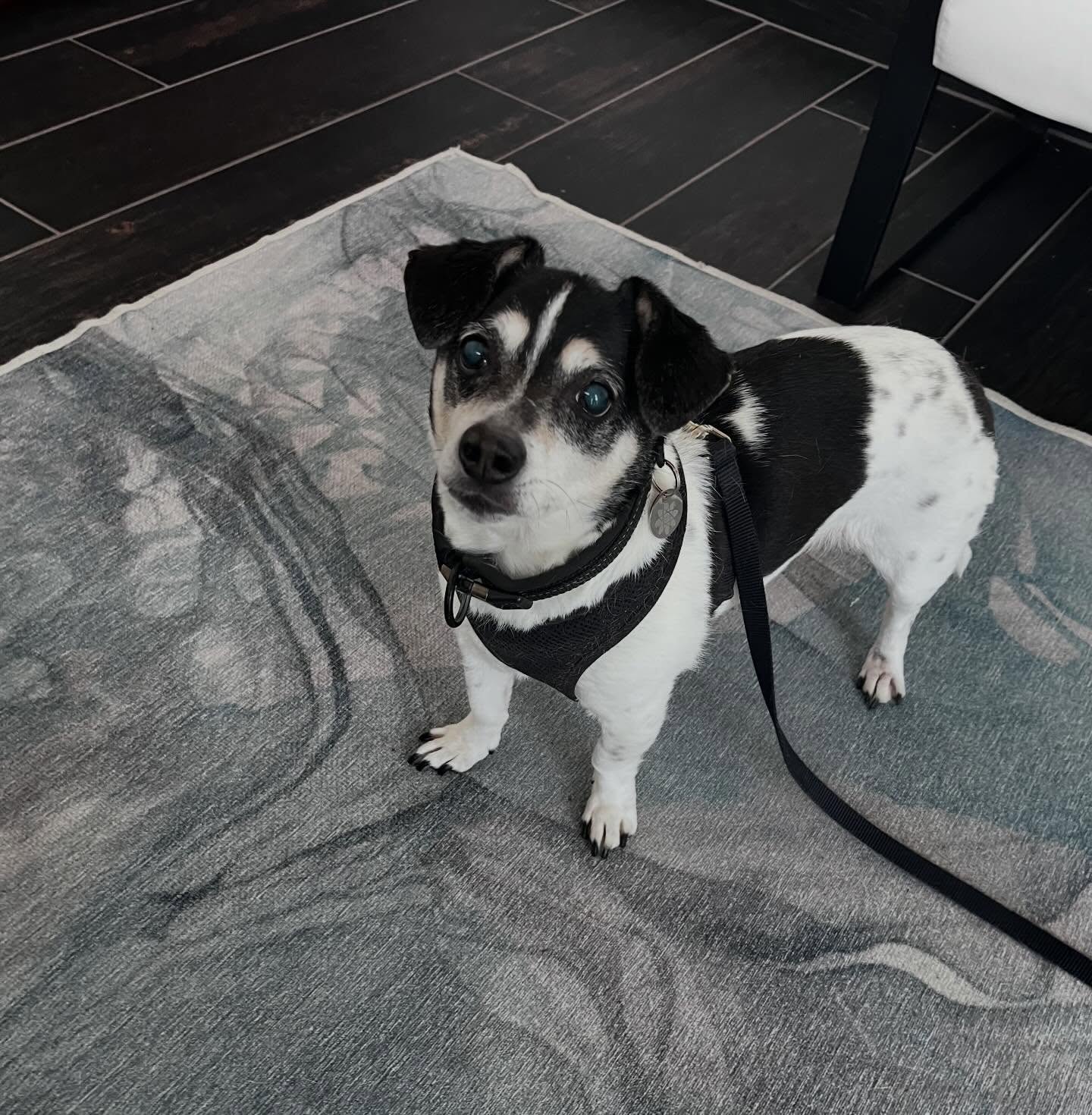 Lucky being such a good girl just standing there unleashing all the cuteness during her wellness visit. 🐾❤️
