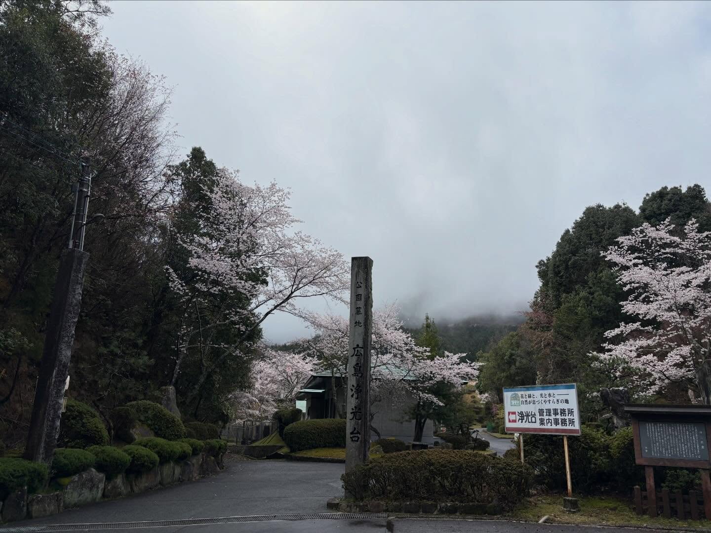 昨晩の嵐を耐えて桜が満開です。
桜のほかにヤマツツジや木蓮、ミツマタの花がそれぞれに綺麗な花を咲かせてくれています。