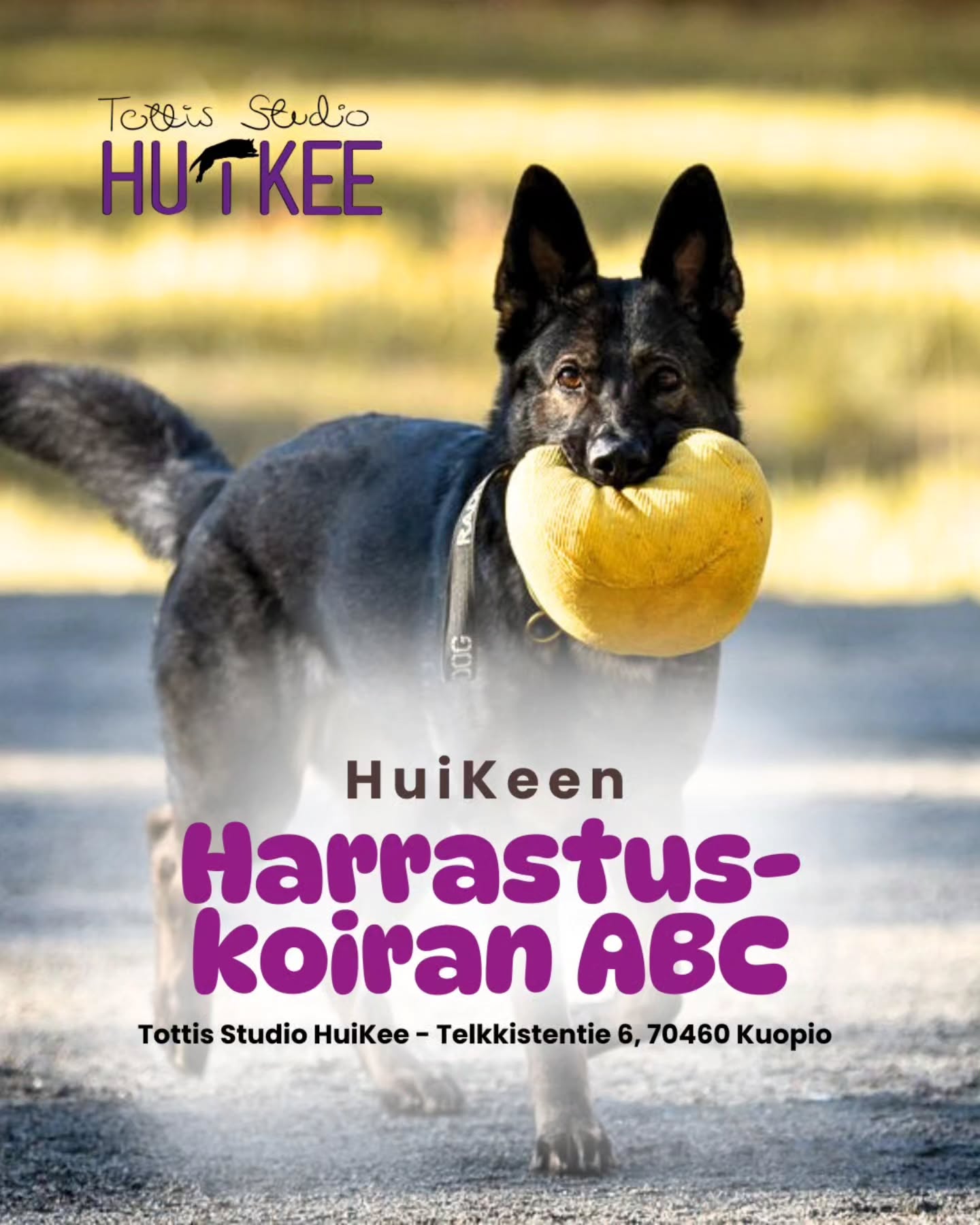 ✨️ HuiKeen Harrastuskoiran ABC ✨️
Onko arkitaitokurssi tai pentutottis jo takana, ja kaipaatte seuraavaa askelta kohti harrastamista? Harrastuskoiran ABC on suunnattu koirakoille, jotka haluavat rakentaa vahvan pohjan erilaisia koiraharrastuksia varten – rennosti, motivoivasti ja koiran ehdoilla.
💜 Huhtikuussa alkamassa
▫️ 5.4 alkaen 4 kertaa
▫️ Sunnuntaisin klo.14-15
▫️ Ohjaa Jemina @koirapalvelulojaali
▫️ Hinta 128€
▫️ HuiKeen hallilla Kuopion Kelloniemessä Telkkistentie 6, 70460 Kuopio
🔹️ Ilmoittaudu mukaan
www.tottisstudiohuikee.fi
Kurssilla keskitymme taitoihin, joista on hyötyä lajissa kuin lajissa. Harjoittelemme mm. kontaktia ja yhteistyötä, palkkaamisen perusteita, keskittymistä häiriöissä, seuraamisen alkeita, luoksetuloa, paikallaoloa, nouto ja vireen säätelyä. Tavoitteena on vahvistaa koiran työskentelymotivaatiota ja omistajan taitoja rakentaa selkeää, iloista yhteistyötä.
Kurssi sopii erinomaisesti pohjaksi esimerkiksi tokoon, rally-tokoon, agilityyn, noseworkiin tai muihin harrastuksiin – tai sinulle, joka haluat vain lisää laatua, vaihtelevuutta ja varmuutta yhteiseen tekemiseen joko arkeen tai harrastuksiin.
Tervetuloa rakentamaan kestävää harrastuspohjaa ja löytämään yhdessä tekemisen ilo! ❤️
-------‐---------------
✨️ HuiKeen HarrastusPolku ✨️
~ Pohjataidoista kisakentille - yksilöllisesti ja varmasti ~
HuiKee HarrastusPolku on suunniteltu koirakoille, jotka haluavat rakentaa harrastamista pitkäjänteisesti, koiralähtöisesti ja tavoitteellisesti. Kurssit muodostavat selkeän etenemisen aina perustyöskentelystä lajikohtaiseen treeniin ja kilpailuvalmiuteen asti.
HuiKeella uskomme, että vahva pohja on kaiken tekemisen ydin: motivaatio, yhteistyö, selkeä kommunikaatio ja koiran tunnetilan huomioiminen. Kun nämä ovat kunnossa, harrastaminen on sujuvaa, kehittävää ja ennen kaikkea hauskaa!
HarrastusPolkuun pääset tutustumaan lisää kotisivuiltamme!
#tottisstudiohuikee #koirankoulutus #koirakoulukuopio #Kuopio #koirahalliKuopio