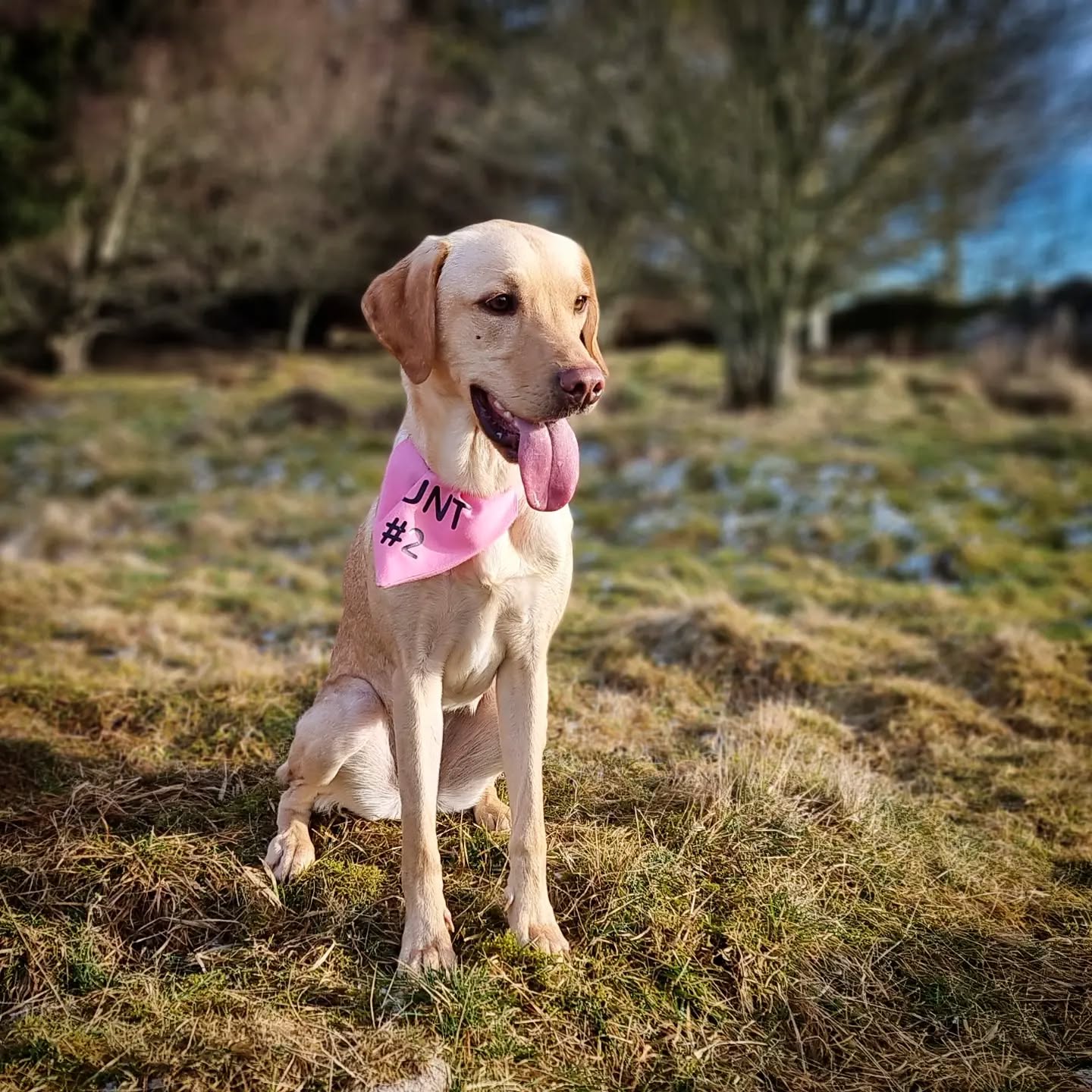 Quinn
#labrador #labradorretriever #labradorsofinstagram #lab #labradorable #instalab #dogsofinstagram #instadogs #dogsofinsta #dogstagram #dogsofinstaworld #dogs #dogs_of_instagram #instagramdogs #dogsofig #dogphotography #scotland #goodgirl #happy #lovedogs #dogsdaily #doglovers #doglife #adventurewithdogs #dogoftheday #doglife #dogwalking #instadog #dogscorner #doggy #dog
