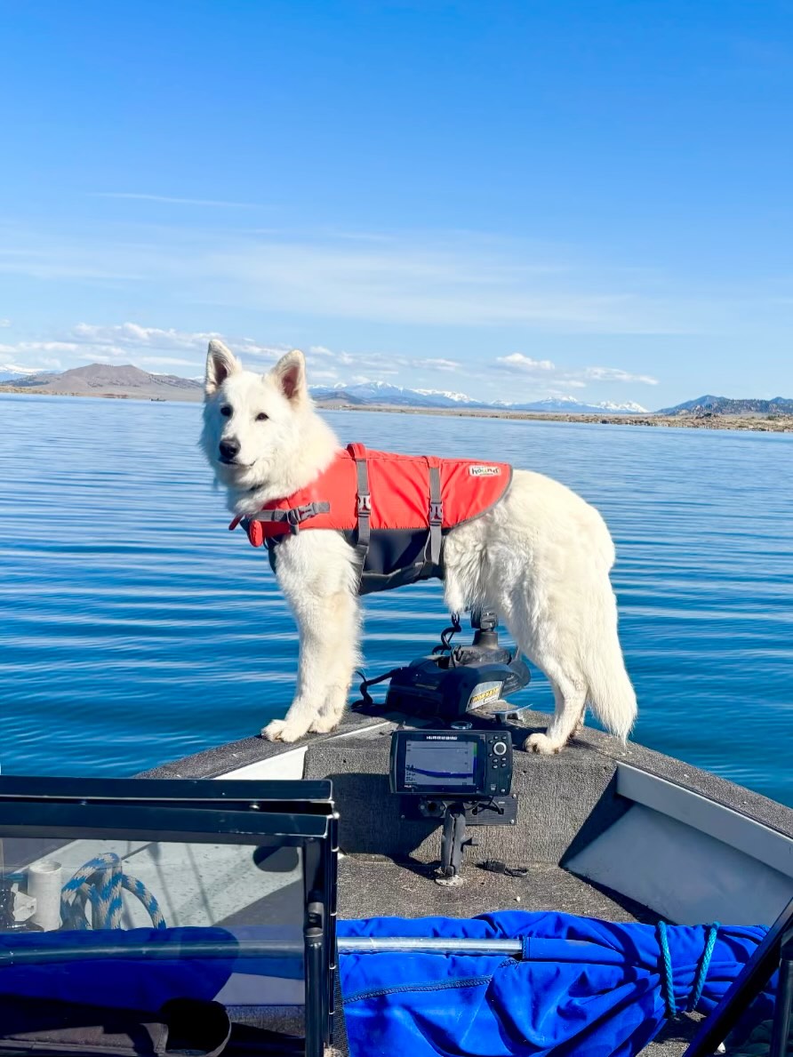Odin enjoying the lake life! - 2 Year Old E Litter Male // Of Trebons Berger Blanc Shotgun (Bolt) x Yadiel Jamilstar Glenda (Spring)
—
#whiteswissgram