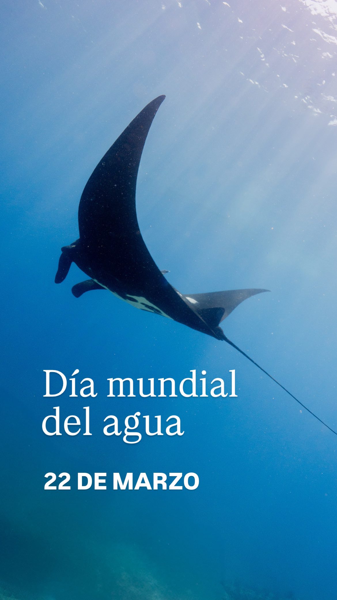 El 22 de marzo de cada año desde 1993, se busca generar conciencia acerca de la importancia de cuidar el líquido que no sólo es indispensable para los seres humanos sino para muchos más. 💧🌍
El agua sostiene esa coexistencia con todo ser vivo pero, ¿estamos haciendo algo para que eso no cambie? 🪸
— ENG —
Every year on March 22nd since 1993, we aim to raise awareness about the importance of conserving water, a resource that is not only essential for humans but for countless other life forms. 💧🌍
Water sustains our coexistence with all living things, but are we doing anything to prevent this from changing? 🪸
-
-
-
-
-
whale watching, save the whales, ocean conservation, whale love, whale adventures, whale research, marine wildlife, cetacean week, whale journey, whale migration, eco travel, sustainable tourism, wildlife tours, nature lovers, eco adventures, travel with purpose, wildlife conservation, sustainable travel, visit mexico, explore baja, Baja California sur, mexican adventures, travel with purpose, wildlife conservation, sustainable travel, visit mexico, explore baja, baja california sur, mexican adventures, baja expedition, protect our oceans, marine biology, ocean lovers, blue planet, ocean life, marine ecosystem