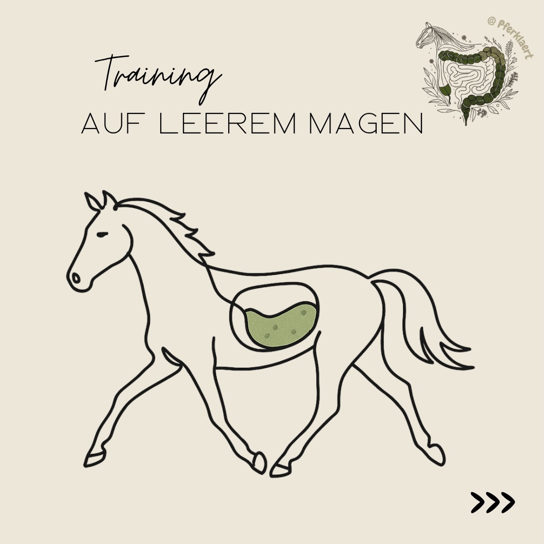 Das Training eines Pferdes auf leeren Magen birgt erhebliche gesundheitliche Risiken
Im Gegensatz zum Menschen ist das Pferd ein Dauerfresser, dessen System auf eine kontinuierliche Zufuhr kleiner Futtermengen ausgelegt ist.
Das Problem: Die ununterbrochene Säurepumpe
Der Pferdemagen produziert kontinuierlich Magensäure (Salzsäure), unabhängig davon, ob das Pferd frisst oder nicht. Pro Stunde werden etwa 1,5 Liter Magensaft in das Mageninnere abgegeben.
👉🏻Das wichtigste Gegenmittel des Körpers gegen diese Säure ist der Speichel, der reich an Bikarbonat ist. Pferde produzieren Speichel jedoch nur während der mechanischen Kaubewegung.
👉🏻Steht das Pferd vor dem Training längere Zeit ohne Futter, fehlt dieser natürliche Puffer. Der pH-Wert im Magen kann dann absinken. Ohne einen schützenden Futterbrei kann die aggressive Säure die Magenwände direkt angreifen.
Der Begriff Acid Splash beschreibt einen mechanischen Vorgang, der während der Bewegung im Magen stattfindet.
👉🏻Der Pferdemagen ist zweigeteilt. Der untere Teil (drüsenhaltig) ist durch einen Schleim-Bikarbonat-Film aktiv gegen Säure geschützt. Der obere Teil (drüsenlos) besitzt diesen Schutzfilm nicht und ist gegenüber chemischen Angriffen extrem empfindlich.
👉🏻Bei intensiver Bewegung, insbesondere im Galopp, steigt der Druck innerhalb des Bauchraums massiv an.
👉🏻Ist der Magen „leer“, befindet sich am Boden des Magens ein „hochkonzentrierter Säuresee“. Durch den Druck und die Erschütterungen beim Training wird dieser saure Mageninhalt mechanisch nach oben in den ungeschützten, drüsenlosen Bereich geschleudert oder gedrückt.
⬇️weiter geht es in den Kommentaren⬇️