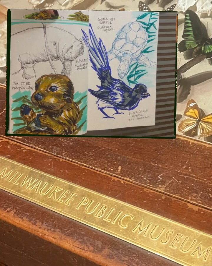 Sketchbook Tour 02 for the year featuring the sights at @milwaukeepublicmuseum
Heard from a few folks this was an excellent museum and it was only a few blocks from the Adepticon hotel so you can’t beat that. I saw the first American diorama (second to last pic - muskrats), Samson (the king of the Milwaukee zoo and global winner of taxidermy re-creation) and quite literally SO MANY dinosaurs and butterflies.