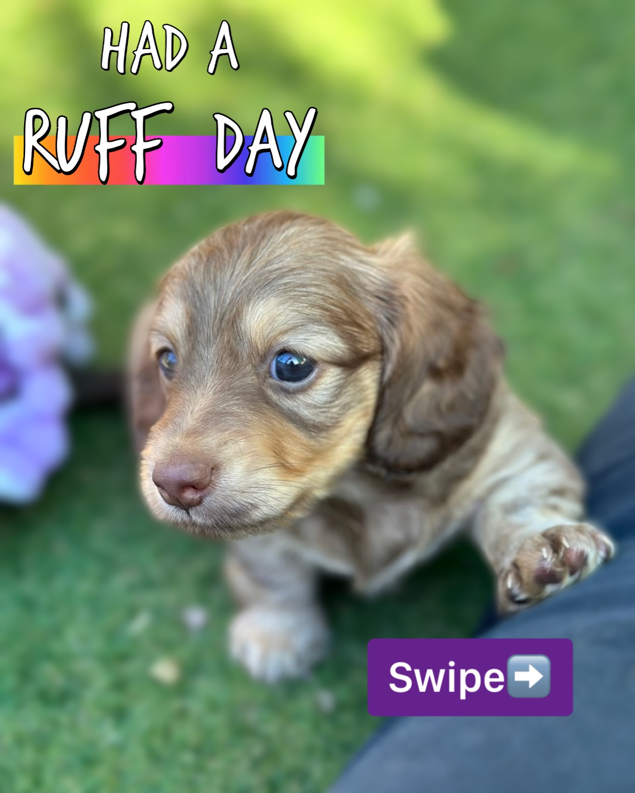 Guaranteed to make you smile 😊 #happymood #minidachshund #smile #dogsofinstagram
