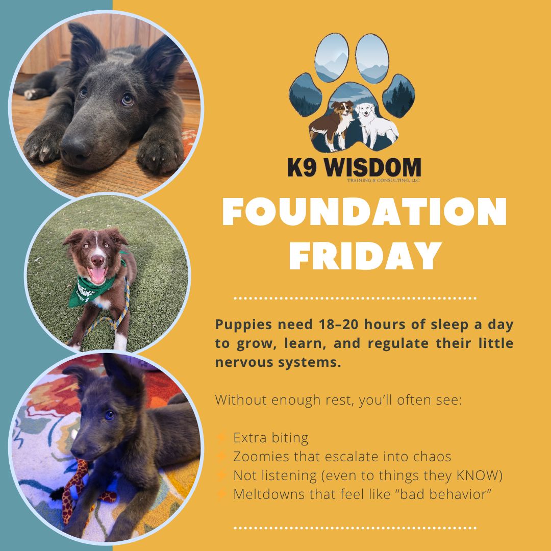 💤 Foundation Friday: Your Puppy Needs WAY More Sleep Than You Think 💤
If your puppy is being wild, bitey, zoomie, and completely unhinged…
they might not need more training.
They might need a nap. 😴
Puppies need 18–20 hours of sleep a day to grow, learn, and regulate their little nervous systems.
Without enough rest, you'll often see:
⚡ Extra biting
⚡ Zoomies that escalate into chaos
⚡ Not listening (even to things they KNOW)
⚡ Meltdowns that feel like "bad behavior"
But here's the truth 👇
An overtired puppy can't make good choices.
Sleep is not a bonus… it's part of the training plan.
✨ Build in nap times throughout the day
✨ Use crates, pens, or quiet spaces to help them settle
✨ Don't wait for them to crash—most puppies won't
Better sleep = better behavior 💛
Have you noticed a difference in your puppy after a nap? Tell me below 👇
#k9wisdom_dognerd #puppytraining #dogtrainingtips #puppysleep #positivereinforcement #puppyraising #dogbehavior #puppylife #trainingtips #dognerd