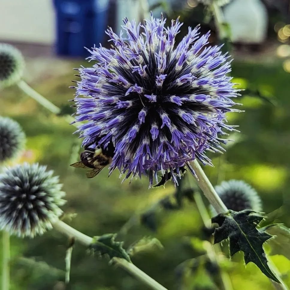 What's started blooming in the garden! :
PIC 1: Blue globe thistle (perennial that pollinators LOVE) This one pictured is in its second growing year.
PICS 2/3: Strawflower (annual that is also known as "everlasting paper daisy" for their flowers that stay beautiful & bright in dried flower arrangements)
Both plants get about 3 ft tall and they are both available on the website or message me to shop in person! ππΈπΌ
#druidgreenhouse #clevelandgardens #gardenersofcleveland #zone7a #cleveland #urbanfarming