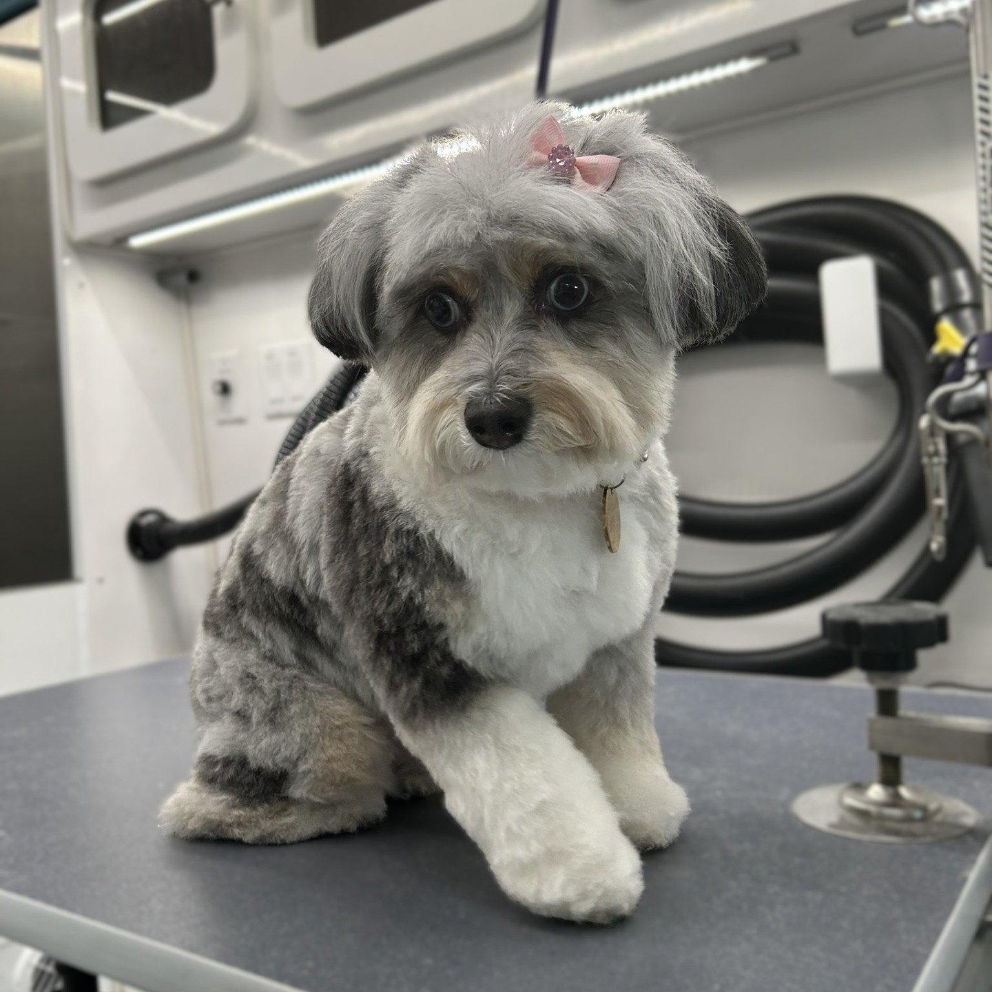 This is Sadie, the aussiedoodle! Isn't she so precious?!
She was a little nervous for her first spa day with us, but she did great! Soo adorable! 🥺🩵
She got her spa day today and is all ready for Easter! 🐇
#MiniAussiedoodle #Aussiedoodle #AussiedoodlesOfInstagram #DoodleLife #DoodleGrooming #MiniDoodle #FluffyPup #FreshGroom #DogGrooming #BeforeAndAfterGrooming #DogTransformation #CleanPup #HappyDog #PamperedPup #DogSpaDay #PetGroomer #GroomerLife #DogHaircut #TeddyBearCut #PoodleMix #AussieMix #FurryFriend #CuteDogs #DogsofInstagram #InstaDogs #PetCare #DogLovers #GroomingDay #FluffAndBuff #DoodleLove