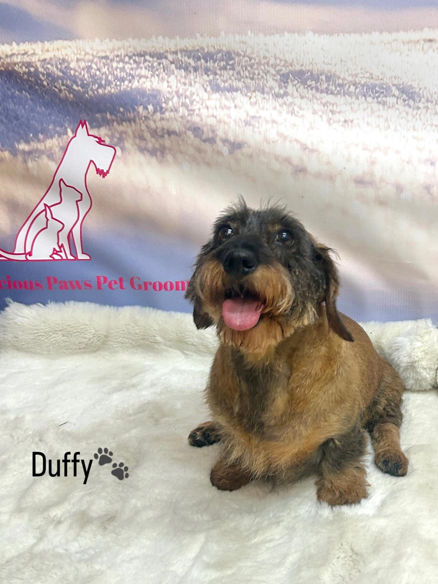 25/03/26 Today was filled with the cutest furry friends!🐾🥰🐶
#cute #dauchshund #goldendoodlelove