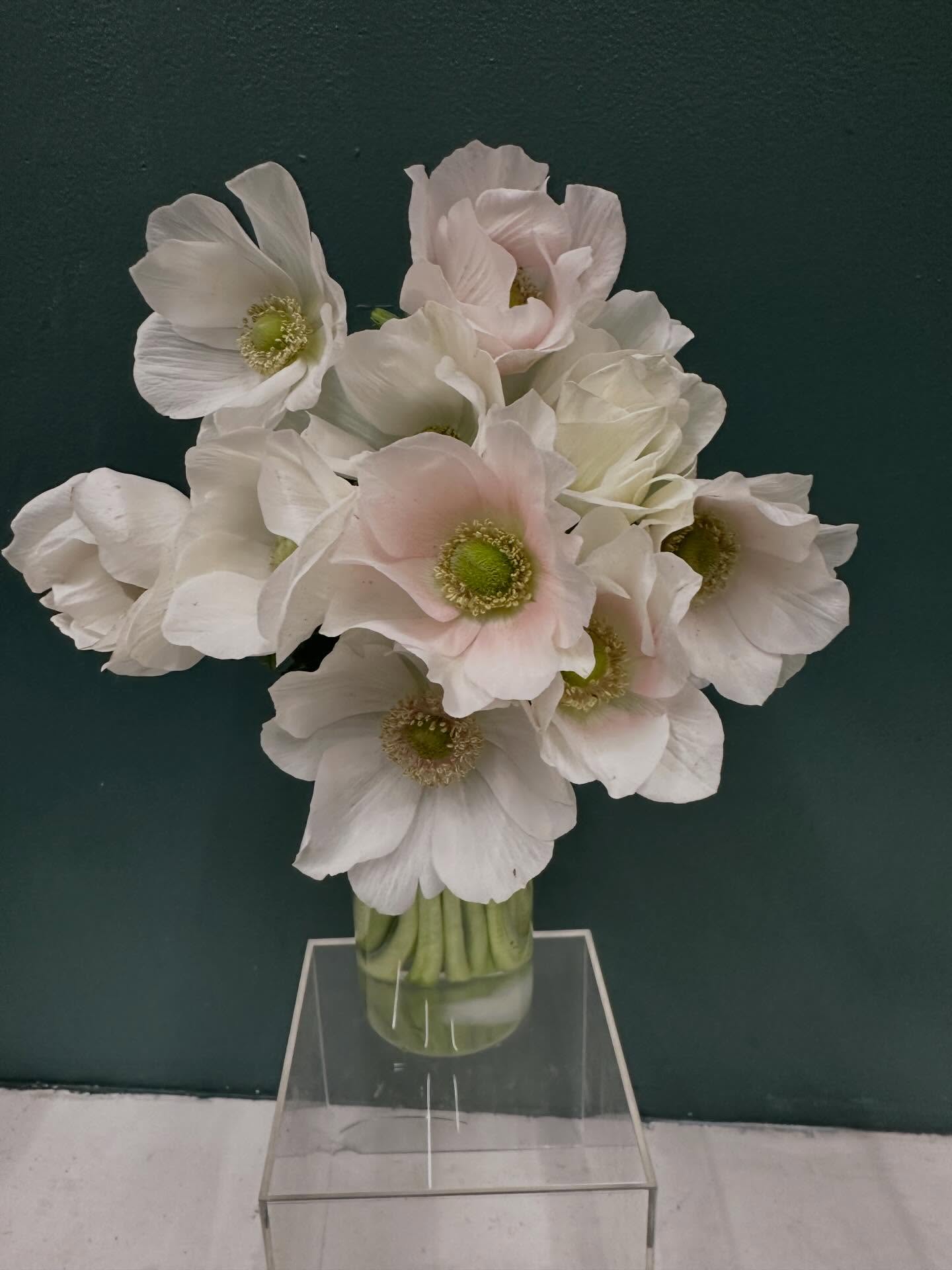 A dear friend told me recently that happiness is a choice. While I couldn’t agree more, there is no effort feeling happy when looking at these anemones 😊
.
#anemones #whiteanemones #blushanemones