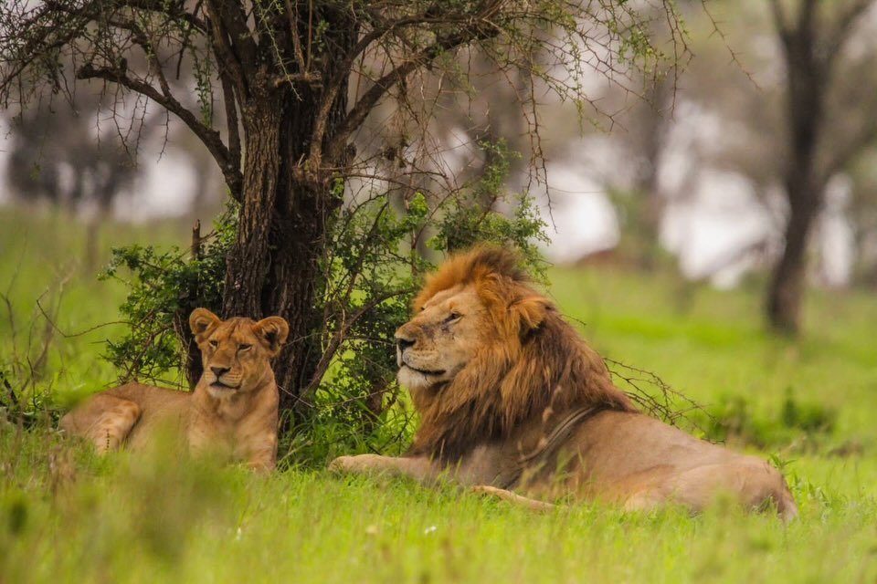 Kings of the Wild
A calm and powerful moment in Tanzania — a majestic Lion resting beside his pride in the green plains.
This scene shows the true beauty of the wild: strength, peace, and unity. The male lion watches over his territory while the lioness rests nearby, always alert and ready.
Moments like this are what make a safari in places like Serengeti National Park unforgettable.
📸 Perfect for wildlife lovers & photographers
🌿 Witness real lion behavior in nature
🦁 Experience the king of the jungle up close
✨ Discover Tanzania’s wild beauty with us!
📲 https://wa.me/255744391567
🌍 www.meilleurtours.com
#MeilleurTours #TanzaniaSafari #Serengeti #WildlifePhotography #SafariExperience