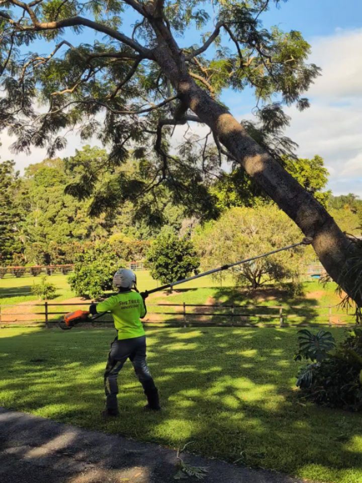 πͺ»πͺ» The Best climbers don't climb is what I always say! πͺ»πͺ»
Removed a big Jacaranda today in Tallebudgera Valley which had failed due to a rotten trunk. Although spectacular in September/October when flowering, Jacarandas are prone to rot when soil is not well drained.
Now the customer can plant a nice and ornamental native in its place! π΅οΈπΈβοΈπͺ»