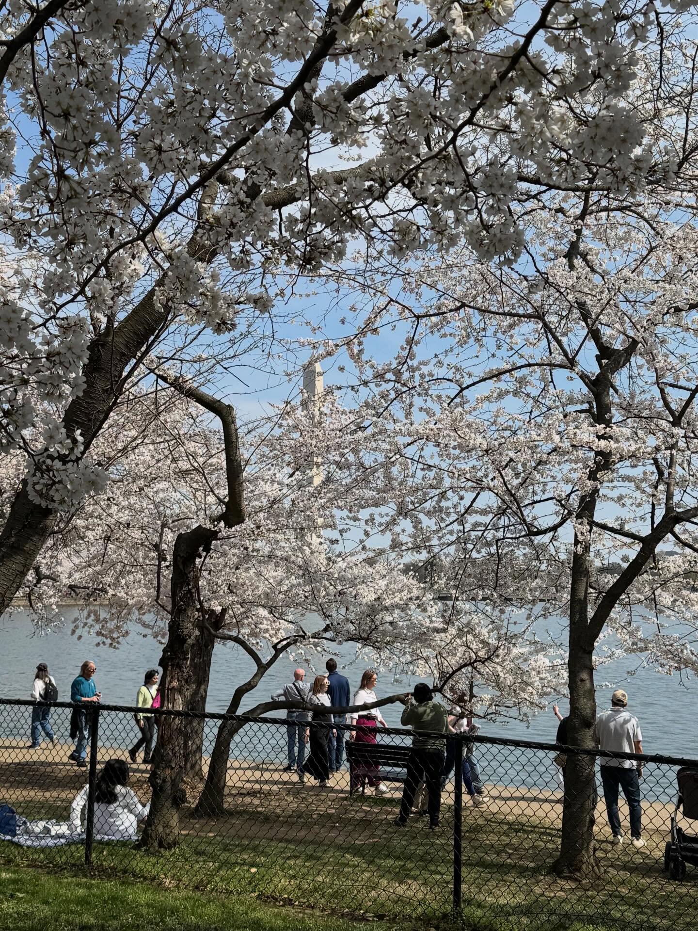 This week in Washington, d.c. The cherry trees are at peak. A perfect time to visit. Our tours depart Monday, Tuesday, Thursday, and Saturday. Click the link in my profile from my website to reach our tour partners. Hope to see you there. Happy spring everyone. #cherryblossomseason🌸🌸🌸 #washingtondctrip #touramericanyc