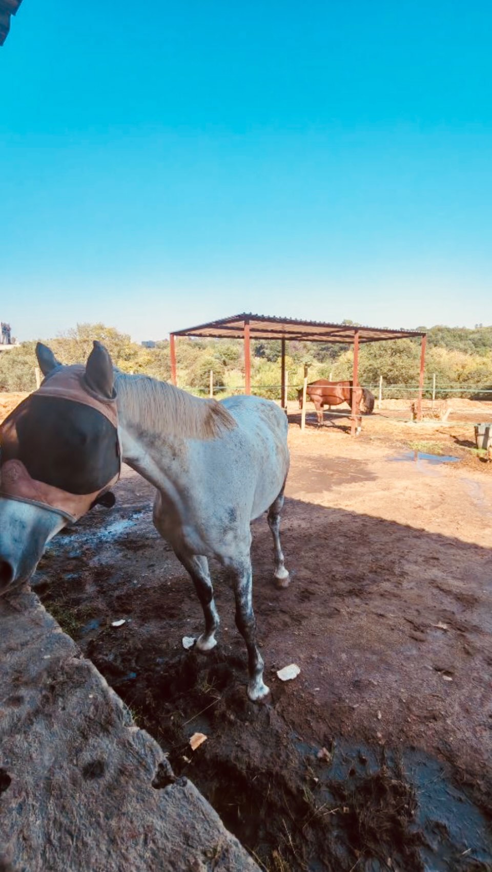 Feeding the horses is always something our children look forward to with much excitement 🐴These beautiful nature walks offers hands on learning and a beautiful connection with animals and nature 🍃# preschool #education #naturebasedpreschool #montessoripreschool #educator