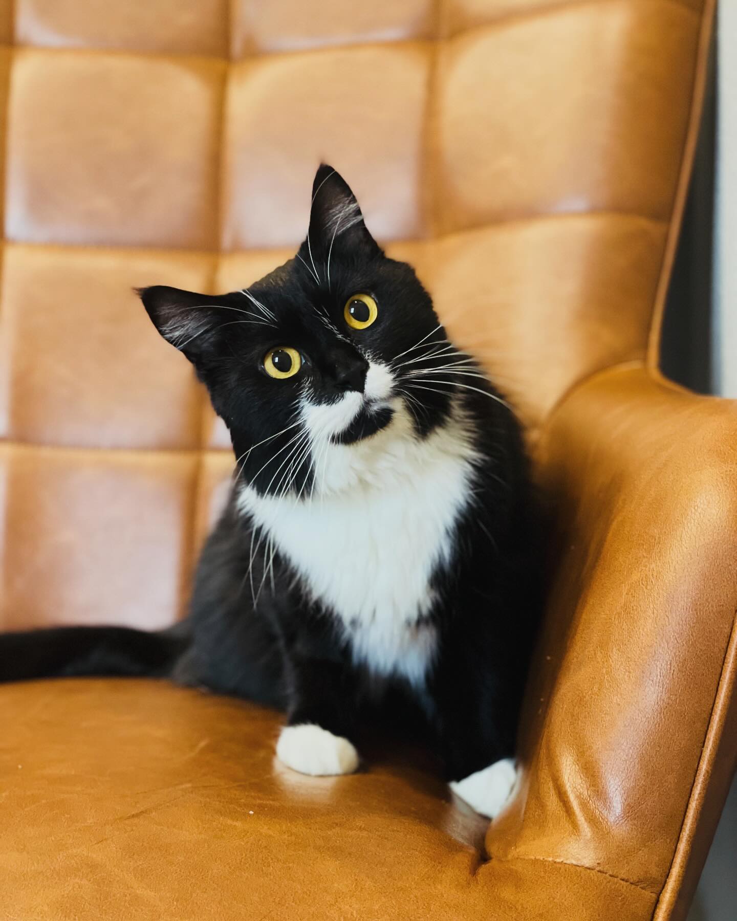 Meet Mo! Our newest clinic cat. He was surrendered do to having urinary stones that were blocking the ability for him to urinate. He is getting used to being a clinic cat, but he seems to fancy exploring areas that all the other cats don’t….including our attic! Scroll to see the video of him about 20 feet up! #cliniccatsofinstagram #cliniccats #vetlife