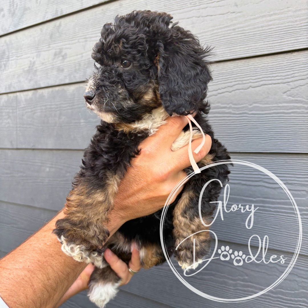 Grace + Bernie’s Mini Multi Generation Bernedoodles start going home today! In all seriousness, this might actually be the best litter we’ve had so far…they are so smart and have done so well with our curriculum. They are surely going to bless some families! Stay tuned for gotcha pics!! We still have 5 spots available for this litter - message us for more info.
#bernedoodlepuppy #minibernedoodle