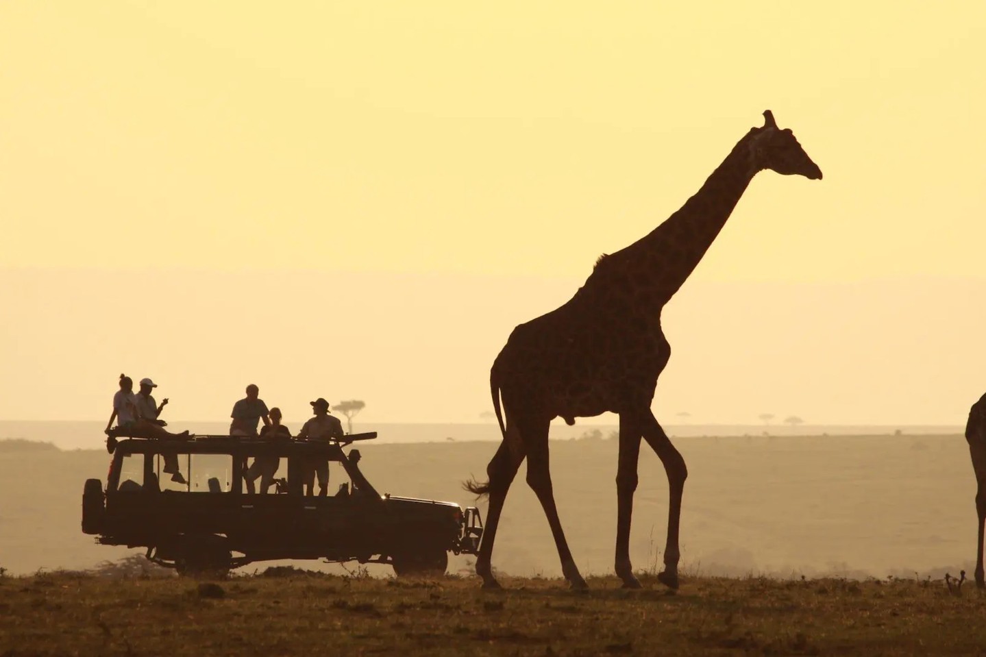 We’re inviting you to share the moments that changed you. Send a short clip of a meaningful wildlife encounter and one sentence about why conservation matters — we’ll weave them into a montage that celebrates real stories and real impact. Your clip becomes proof that conservation works and shows how every stay helps protect wildlife and culture. Link in bio to learn how bookings support Dimbwiii’s conservation projects and to read the full guest stories. Tag us and tell us: what moment stayed with you? 🎥 #Conservationinaction #Dimbwiiistories #Naturelovers
