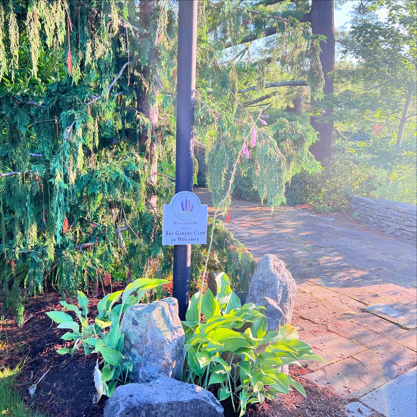 August late afternoon in The Coastal Cancer Treatment Center Garden
#gardenclubofwiscasset #gardenclubofamerica #gardenclub #gardenclubfederationofmaine #mainegardens #midcoastmaine #gardening #gardensofnewengland #wiscasset #wiscassetmaine #bathmaine
