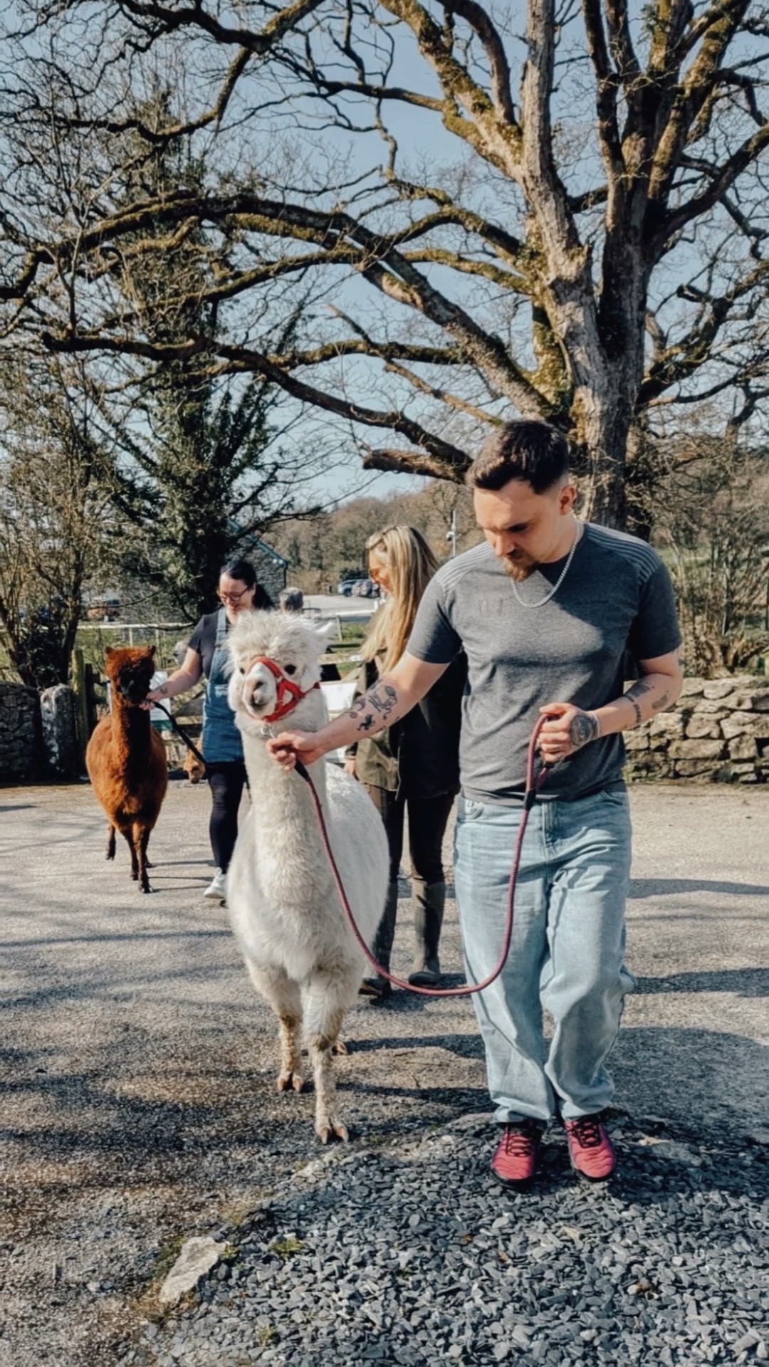 Explore Cartmel in a new way, walk with Alpacas and find joy in their presence.
For something a bit different book now https://tr.ee/VPYnnj
#Cartmel
#Cumbria
#lakedistrict
#alpacawalk
#couplegoals