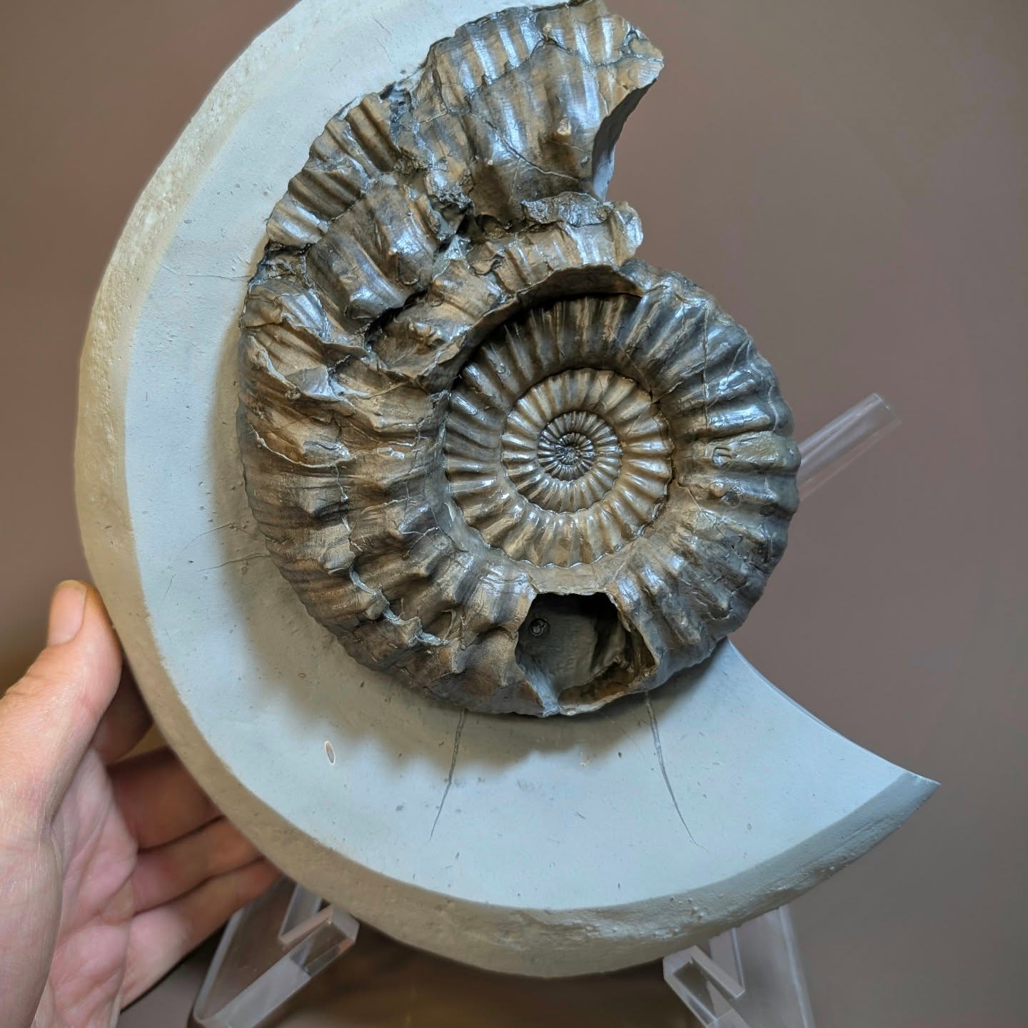 Predation often appears on ammonites and this may be an example of that. This 6-inch Androgynoceras Macroconch sp. from Stone Barrow, Charmouth is a species that shares characteristics of two different ammonites. Androgynoceras and Oistoceras. Within the possible predation mark, a chamber wall can clearly be seen.
#charmouth #ammonite #paleontology #AncientHistory #fossils