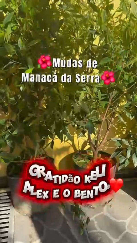 Hoje nossa Sexta-feira Santa ficou ainda mais bonita e cheia de significado. Ganhamos de uma família muito querida: Keli, Alex e Bento💛 duas mudas de manacá-da-serra, que em breve vão enfeitar a entrada da Pousada Parque Imperial.
Gestos assim alegram nossa vida e mostram como a amizade e o carinho fazem parte da nossa história.
Gratidão por esse presente tão especial nesse dia tão especial! 🌷💖